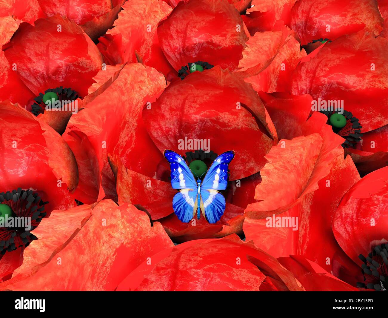 Der Schmetterling und poppys Stockfoto