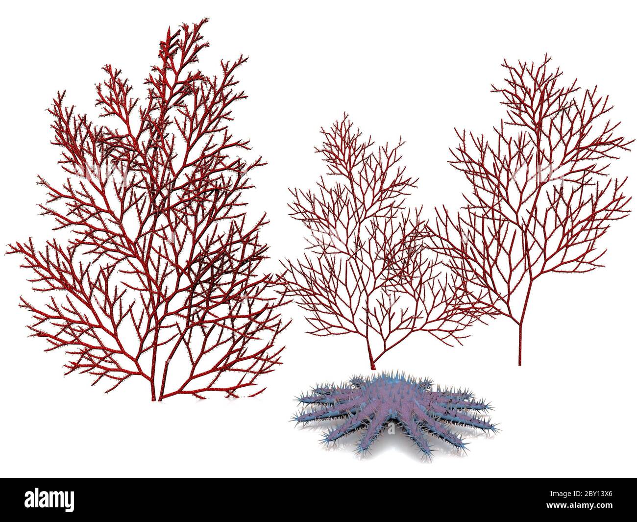 Rote Korallen und Seesterne Stockfoto