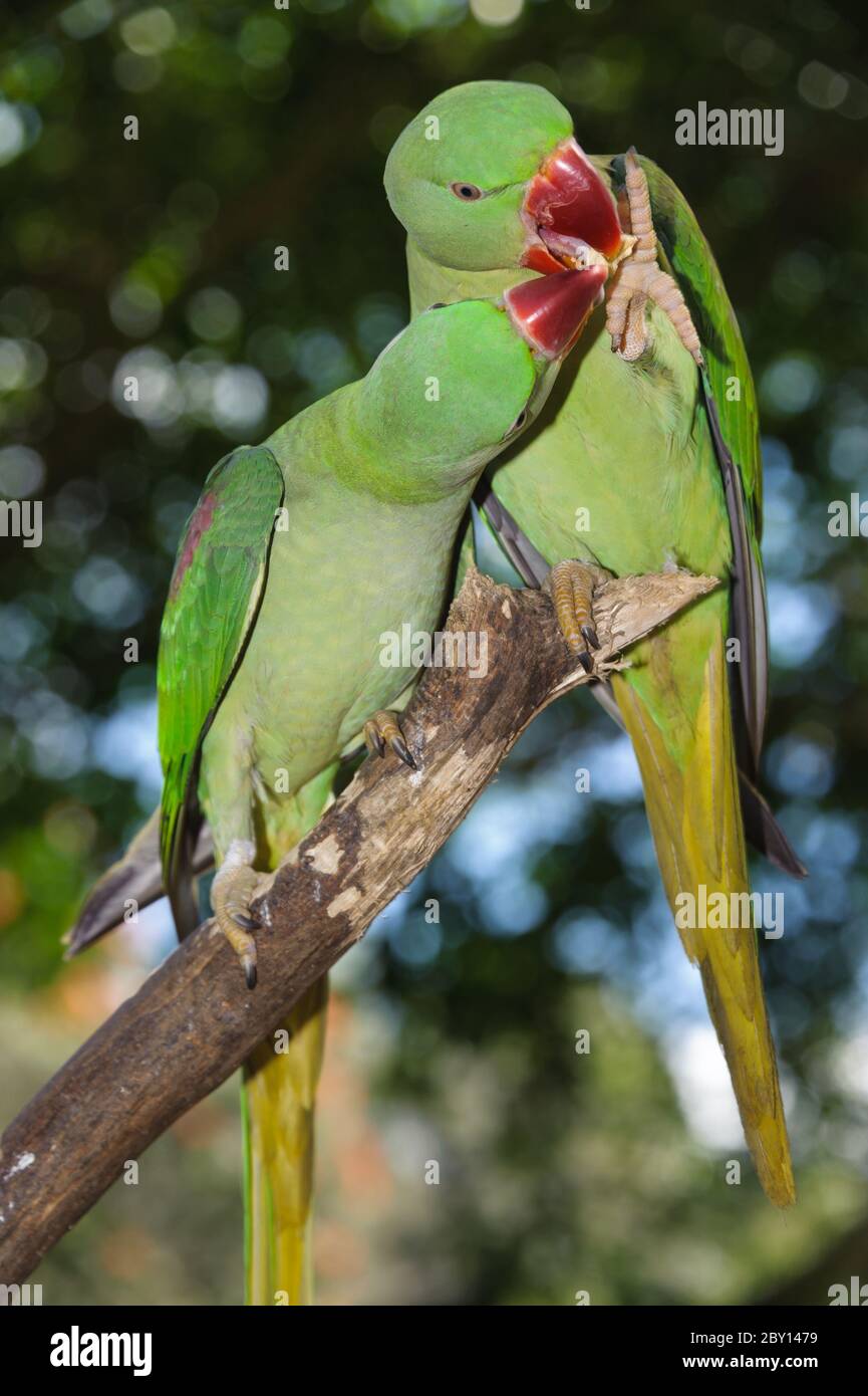 Alexandrine Sittich oder Papagei (Psittacula eupatria), Paar füttern einander während der Brutzeit, thront in Kranada, Queensland, Australien. Stockfoto