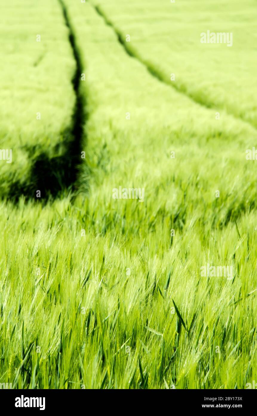 Weizenfelder Stockfoto