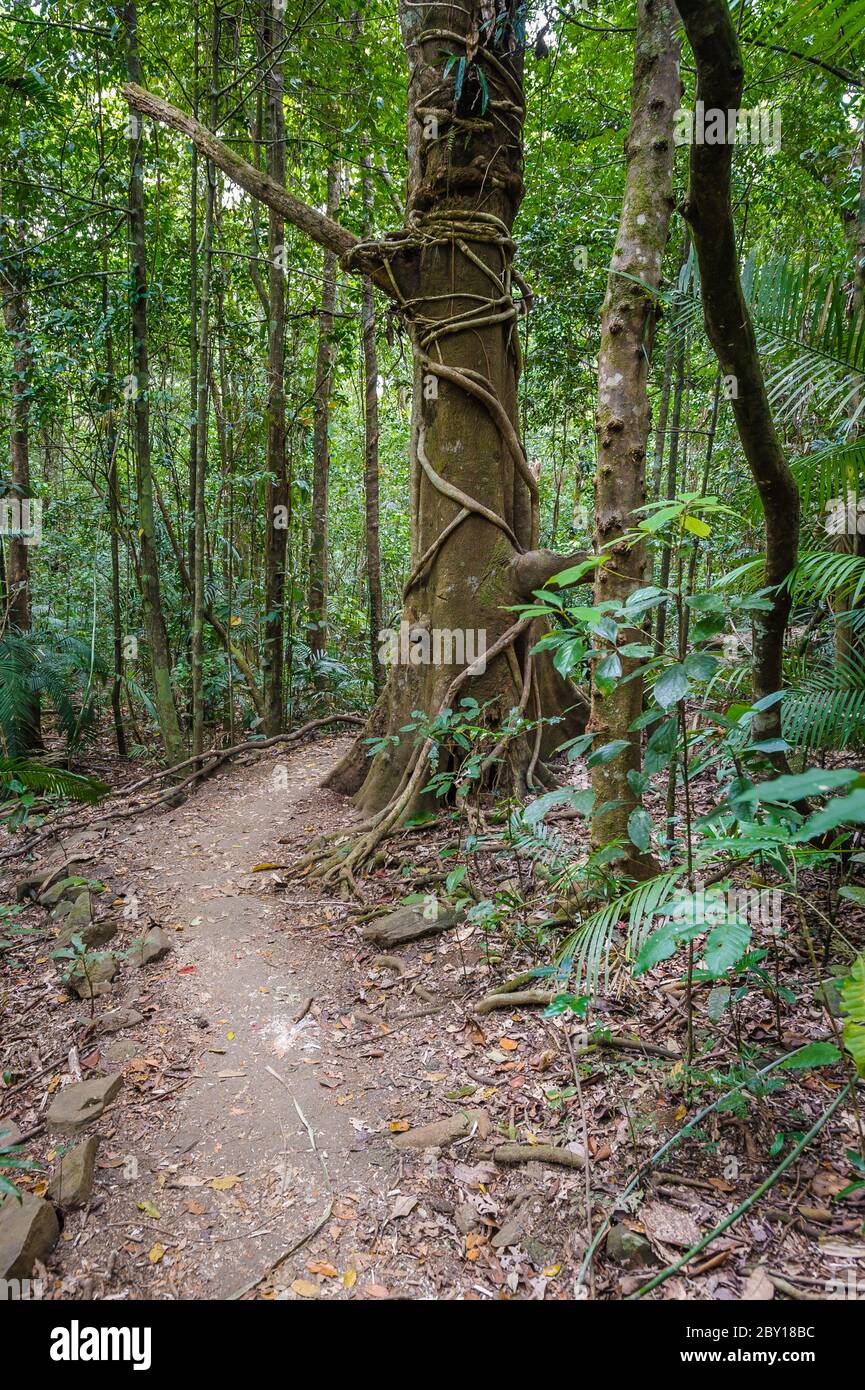 Machen Sie einen Weg durch den tropischen Regenwald, der zum Eliinja Wasserfall im Atherton Tableland's Crater Lakes National Park im Norden von Queensland führt. Stockfoto