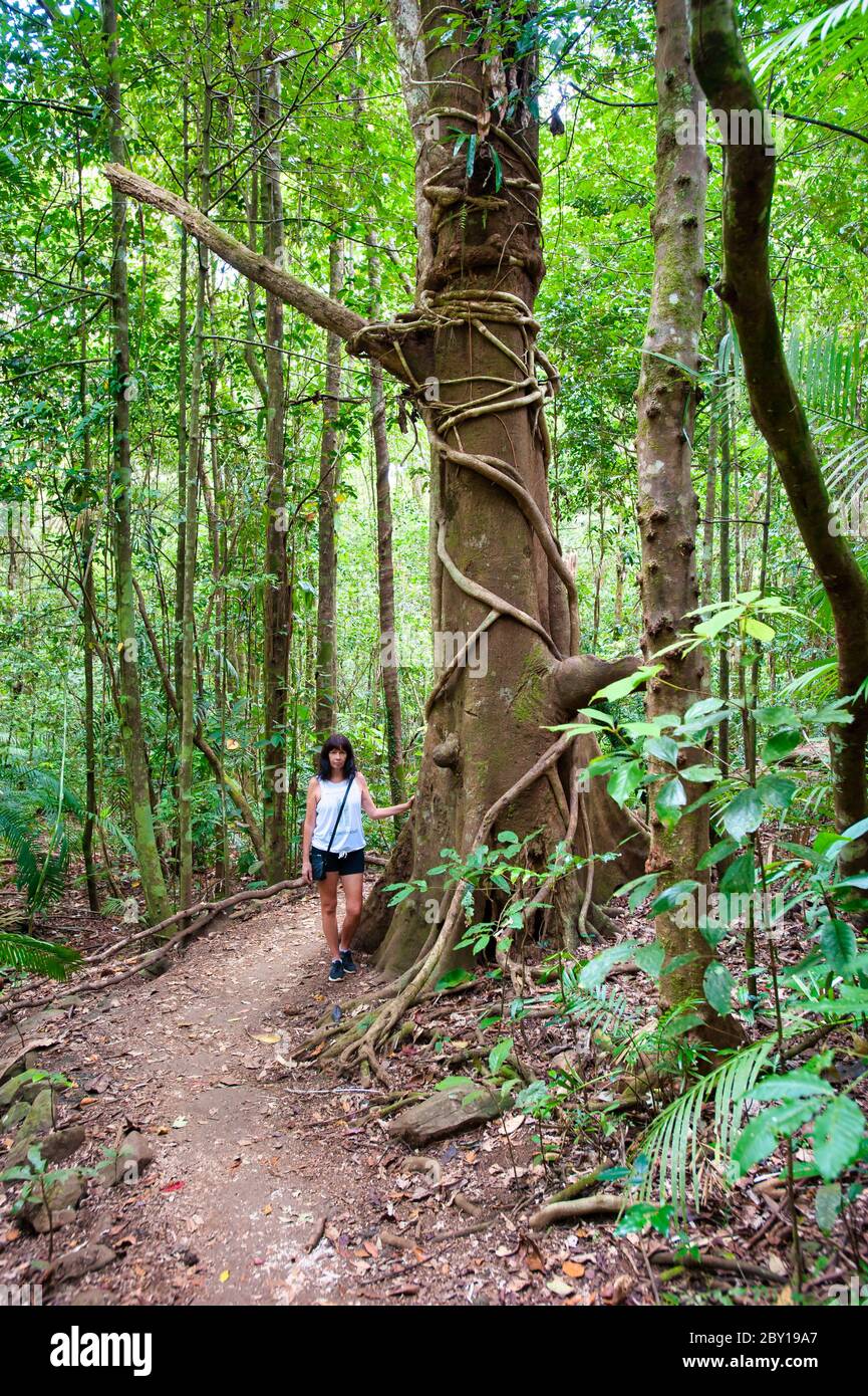 Weibliche Touristen auf dem Regenwald-Track, der zum Eliinja Wasserfall im Atherton Tableland's Crater Lakes National Park in Far North Queensland führt. Stockfoto