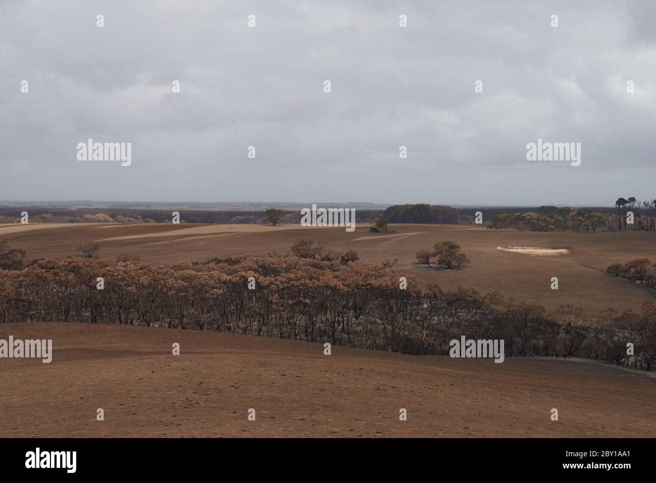 Die verwüstete Landschaft von Kangaroo Island wird Ende Februar 2020 langsam wieder lebendig. Stockfoto