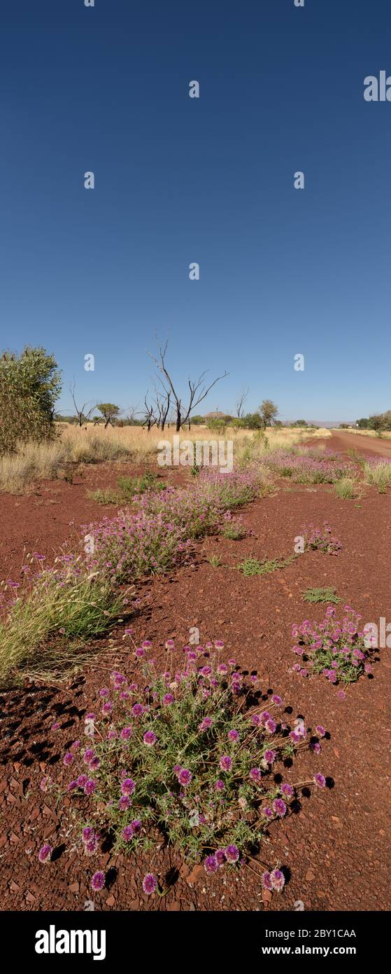 Niedriger Blickwinkel, vertikales Panorama der Junggesellen Knopf wilden Blumen auf den ikonischen roten Steinen und offenen blauen Himmel von Karajini, in Western Australia. Stockfoto