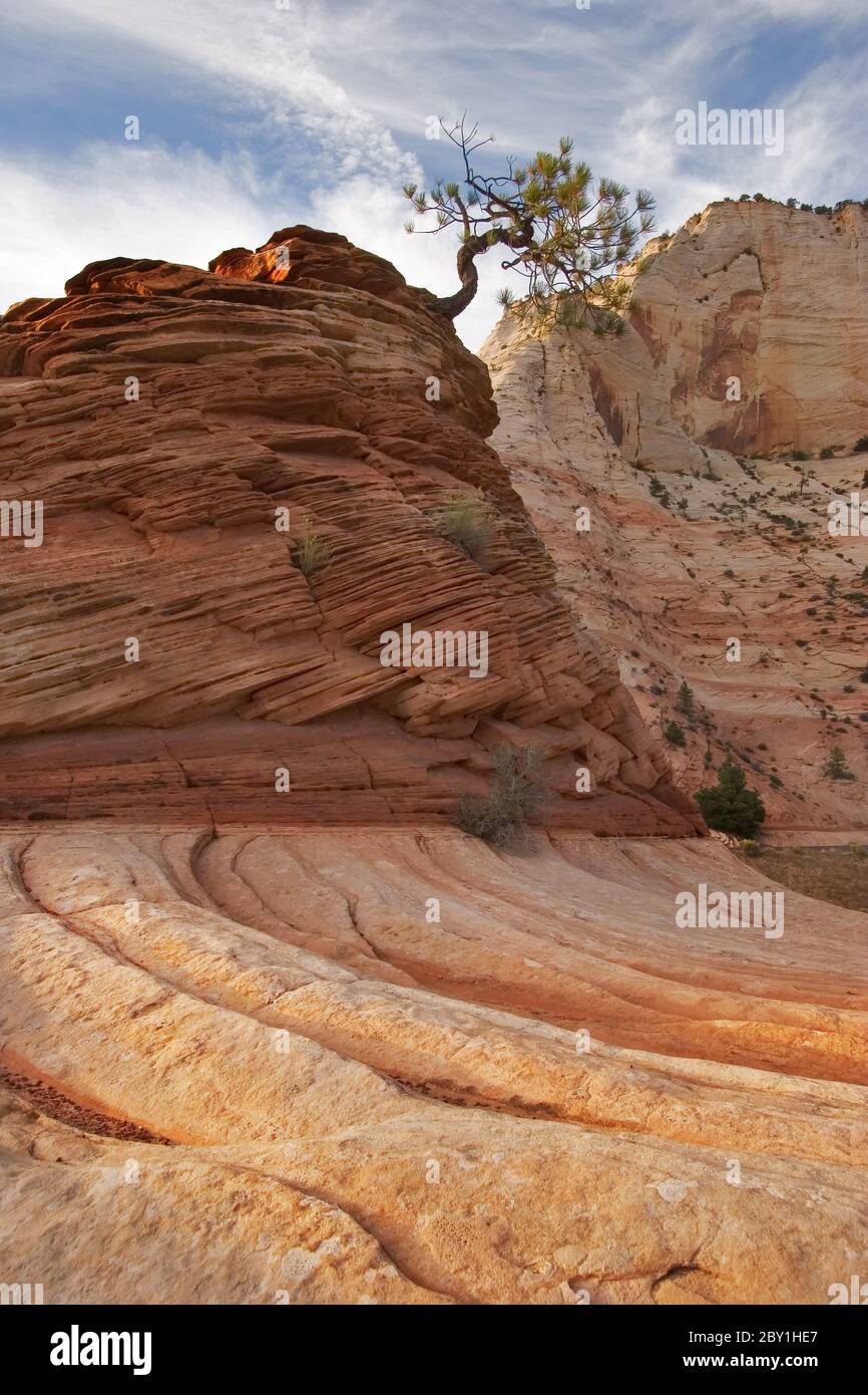 Kleiner Bergbaum Stockfoto