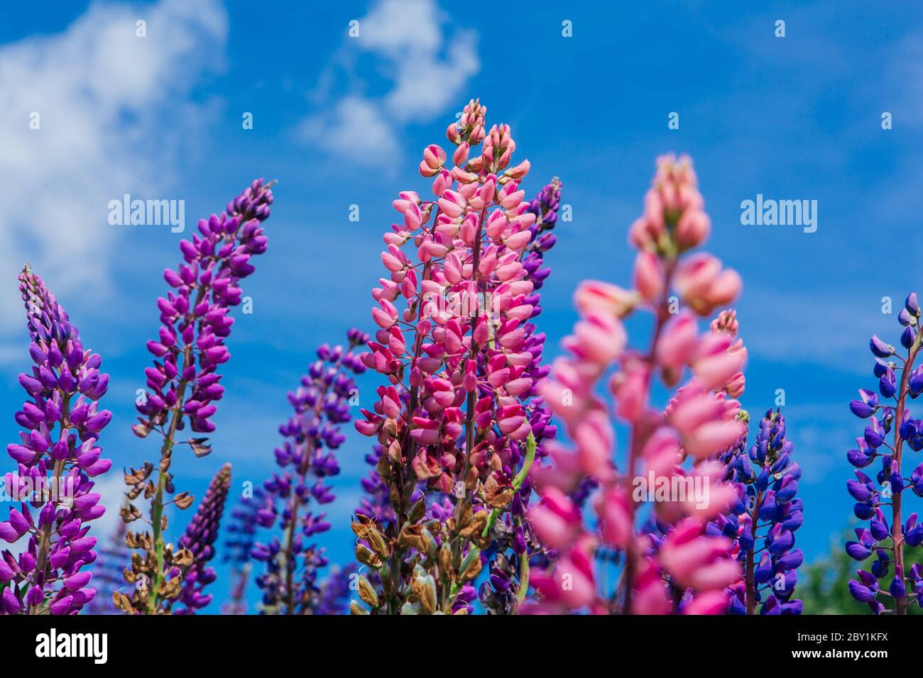 Blühenden Lupinen Blumen - Lupinus Polyphyllus - Garten oder Futter Pflanze Stockfoto