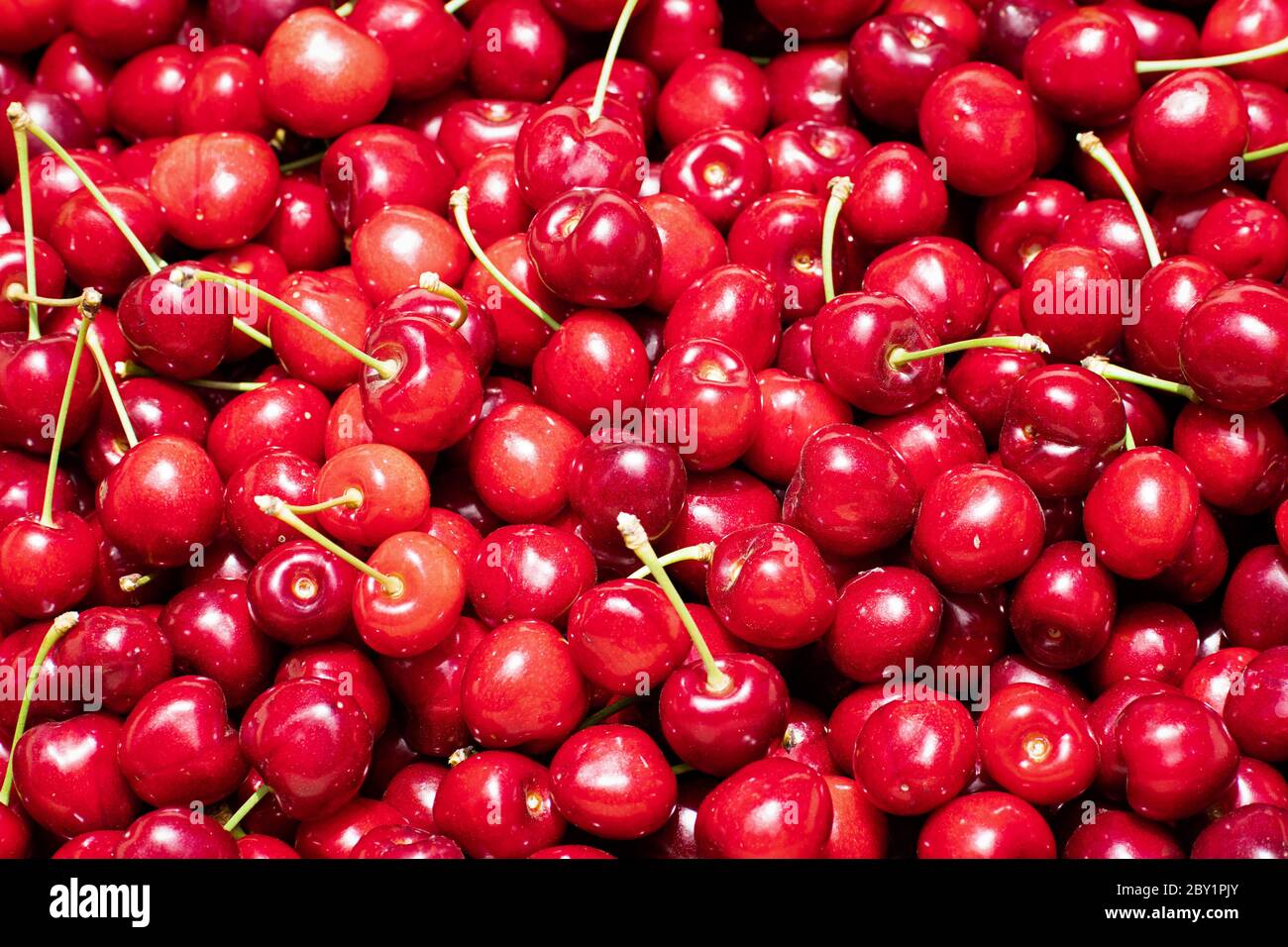 Nahaufnahme von Haufen von Bio-Kirschen, die frisch in einem Obstgarten in der South San Francisco Bay Area, Kalifornien, geerntet werden Stockfoto