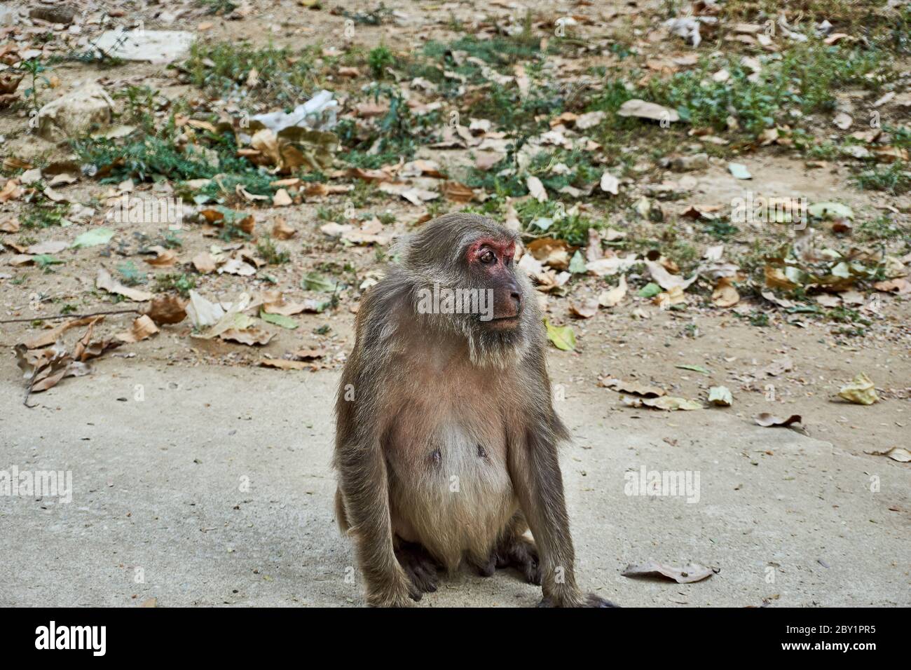 Affe mit gebrochenem Auge am Affentempel Wat Tham Pla-Pha Sua, draußen in Chiang Rai, Thailand. Stockfoto