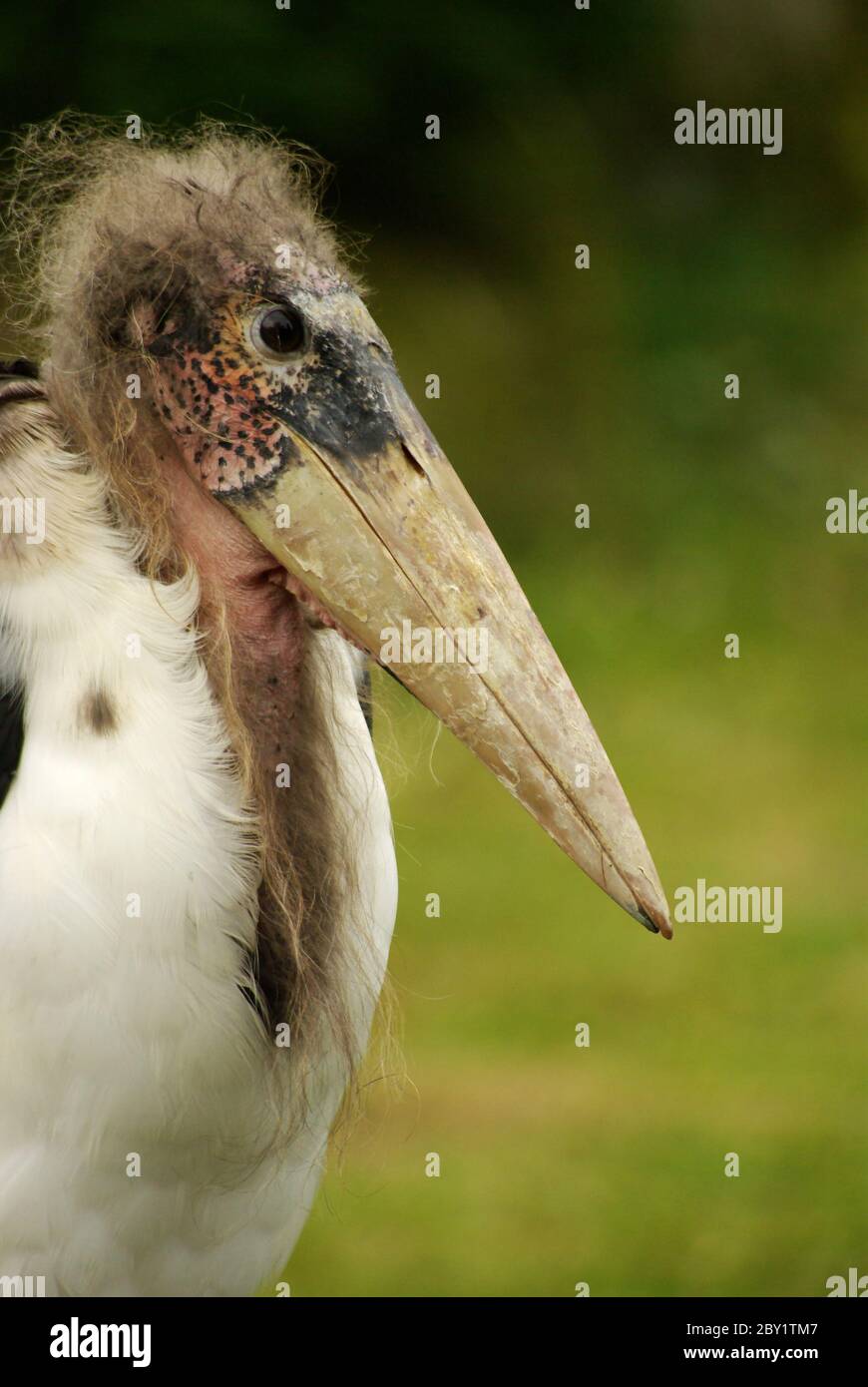 Marabu / Leptoptilos crumeniferus Stockfoto