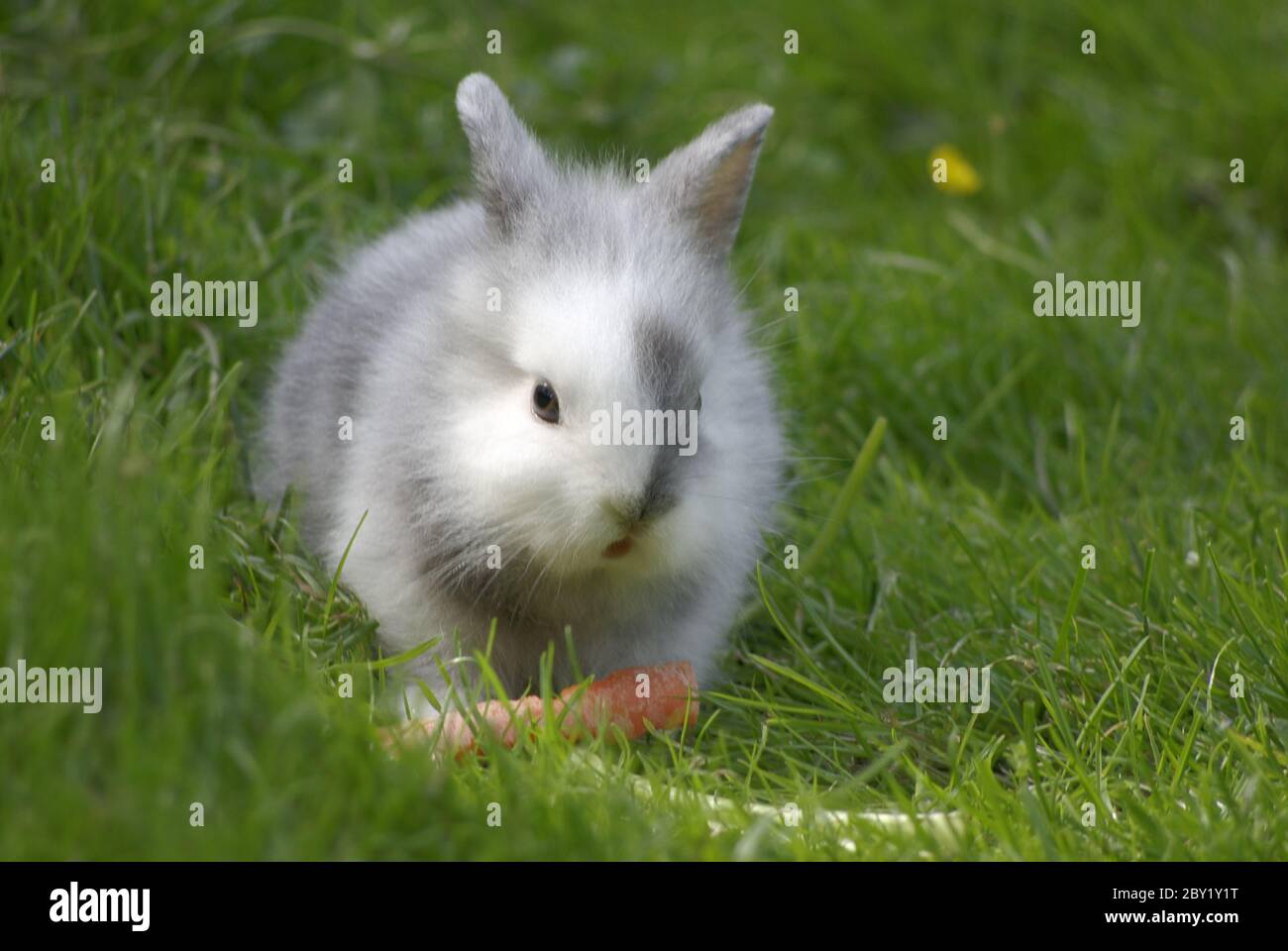Hauskaninchen Stockfoto