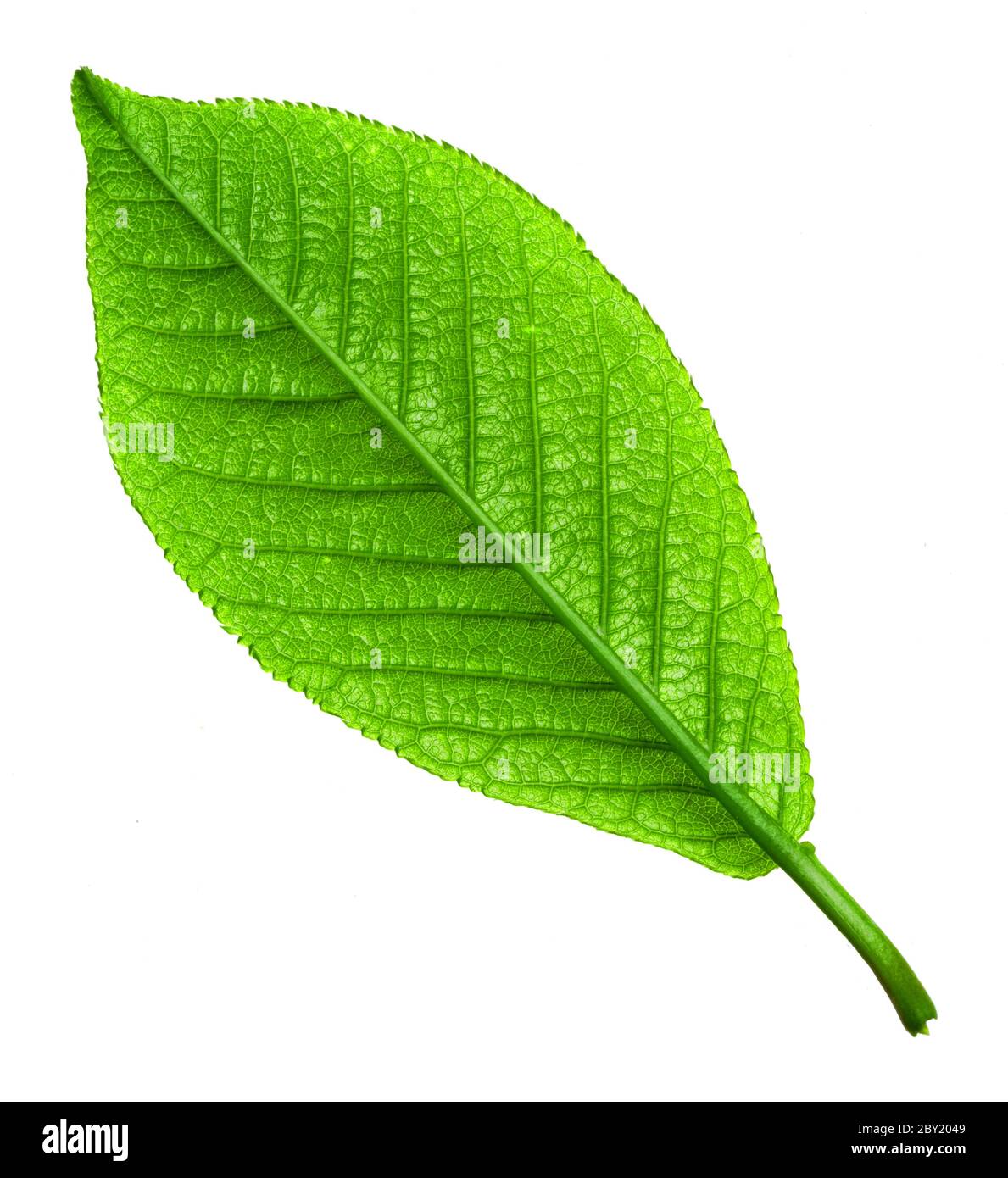 Grün junge Frühlingsblatt isoliert, hohe Auflösung Makro Stockfoto