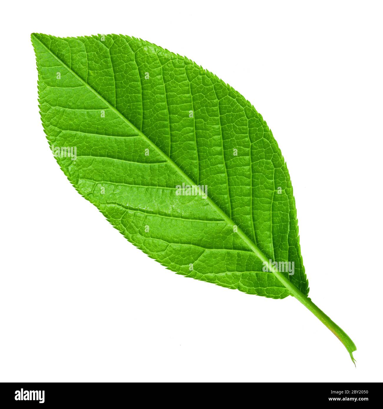 Grün junge Frühlingsblatt isoliert, hohe Auflösung Makro Stockfoto