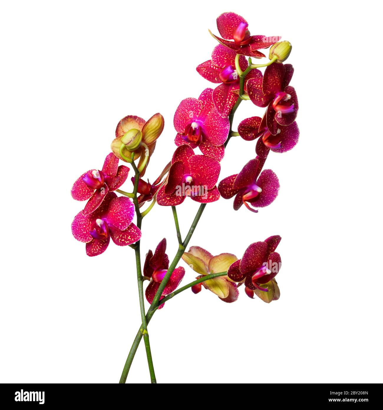 Orchidee, isoliert auf weiss Stockfoto