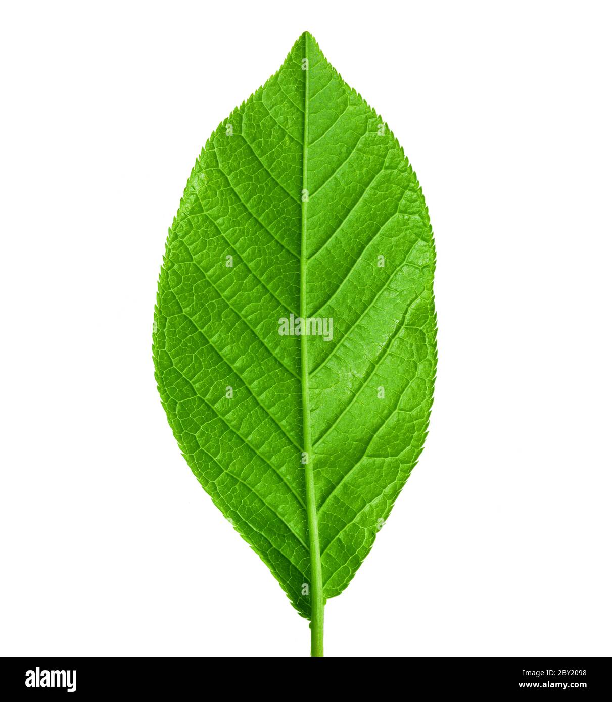 Grün junge Frühlingsblatt isoliert, hohe Auflösung Makro Stockfoto