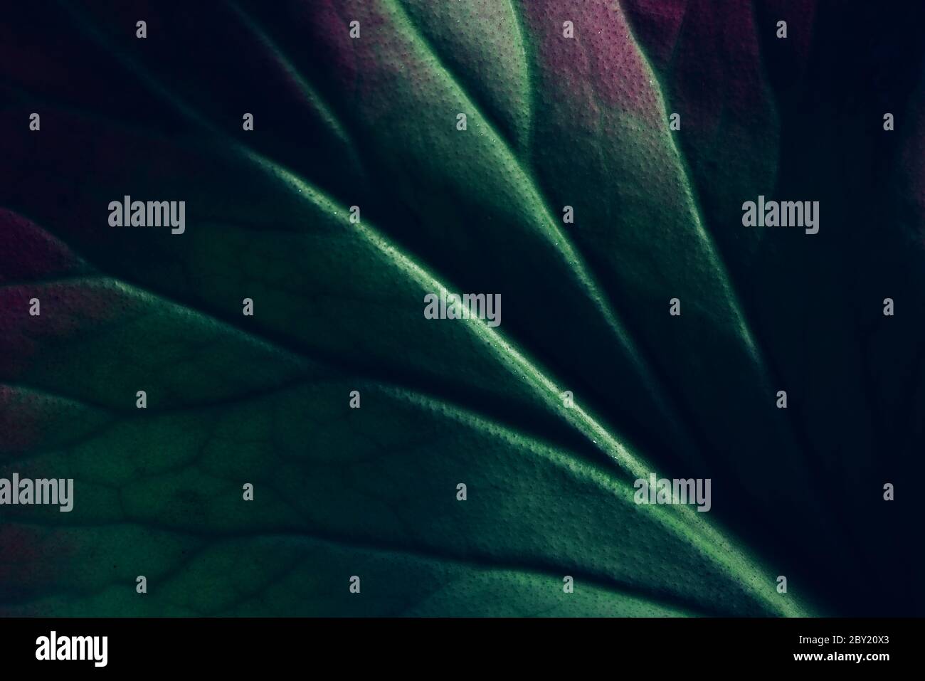 Kreative fluoreszierende Farblayout aus Blatt Textur Nahaufnahme gemacht. Naturkonzept Stockfoto