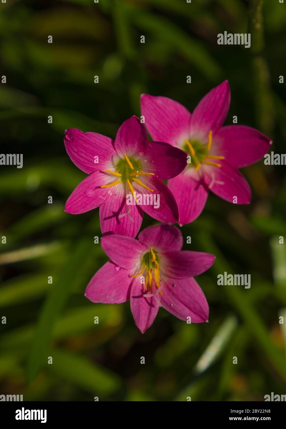 Lily Zephyranthes schöne rosa Blume mit schönen grünen Hintergrund in natürlichem Licht, neblig kühlen Morgen, Wasser Tropfen über den Blütenblättern, Sonnenlicht.Zephyra Stockfoto