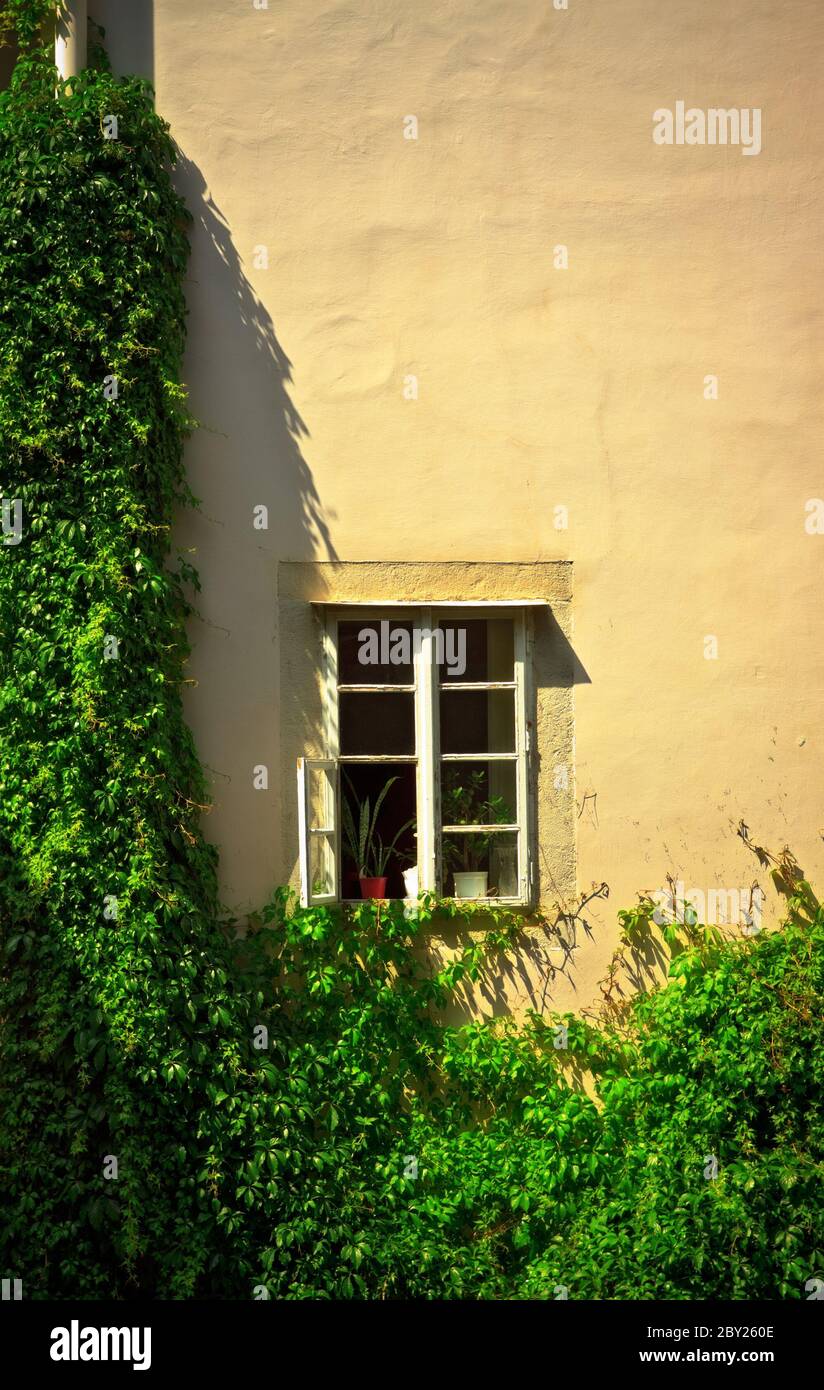 Fenster an der Wand mit Efeu Stockfoto