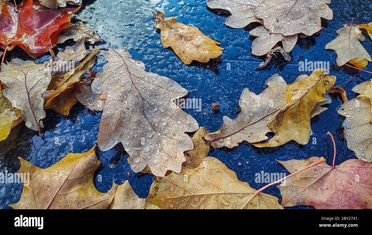 Gefallene Blätter auf Asphalt Bürgersteig in der Stadt. Nasse Straße mit braunen und gelben Blättern an einem Herbst regnerischen Tag bedeckt.Eichenblätter Stockfoto