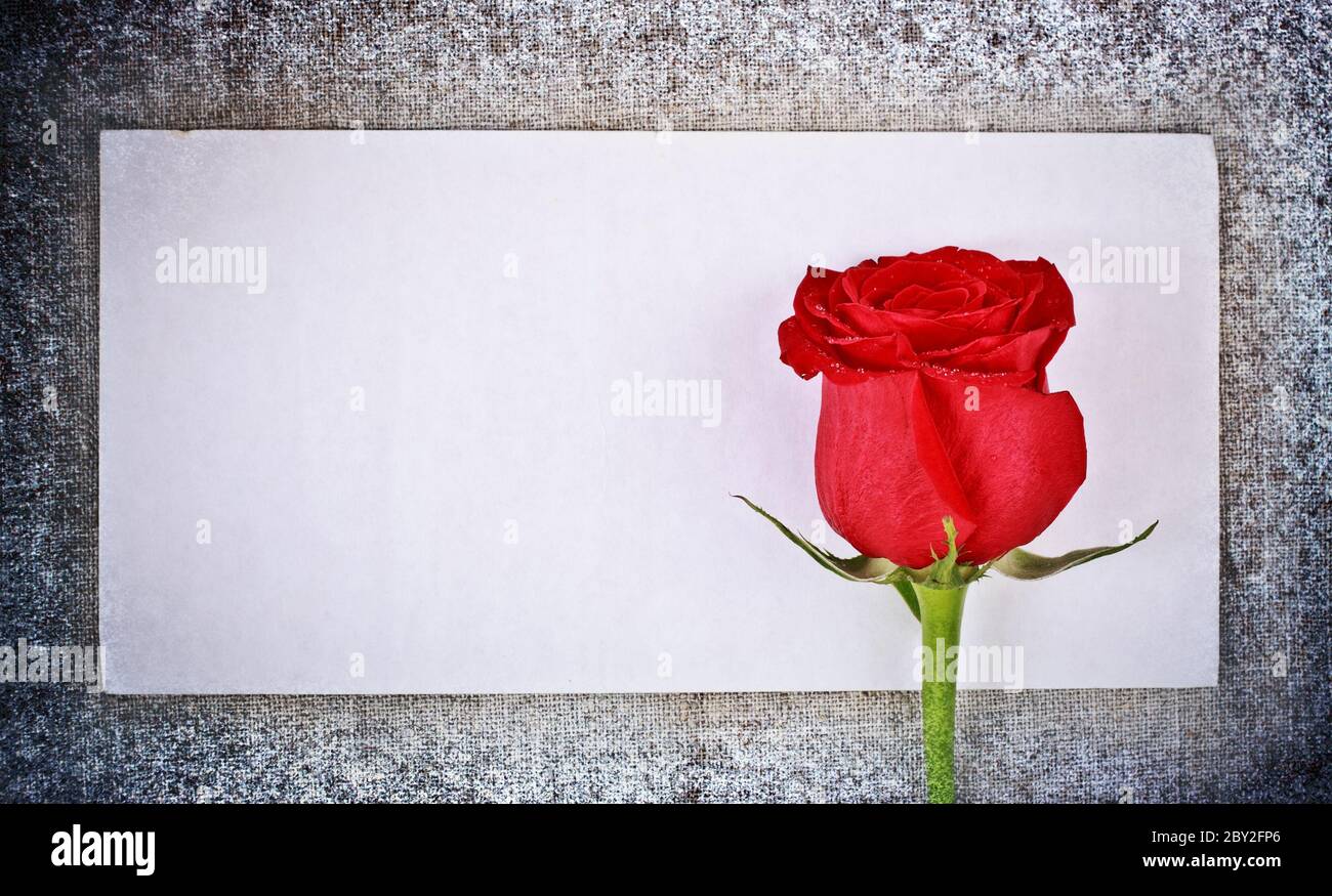 Rote Rose und Brief Stockfoto