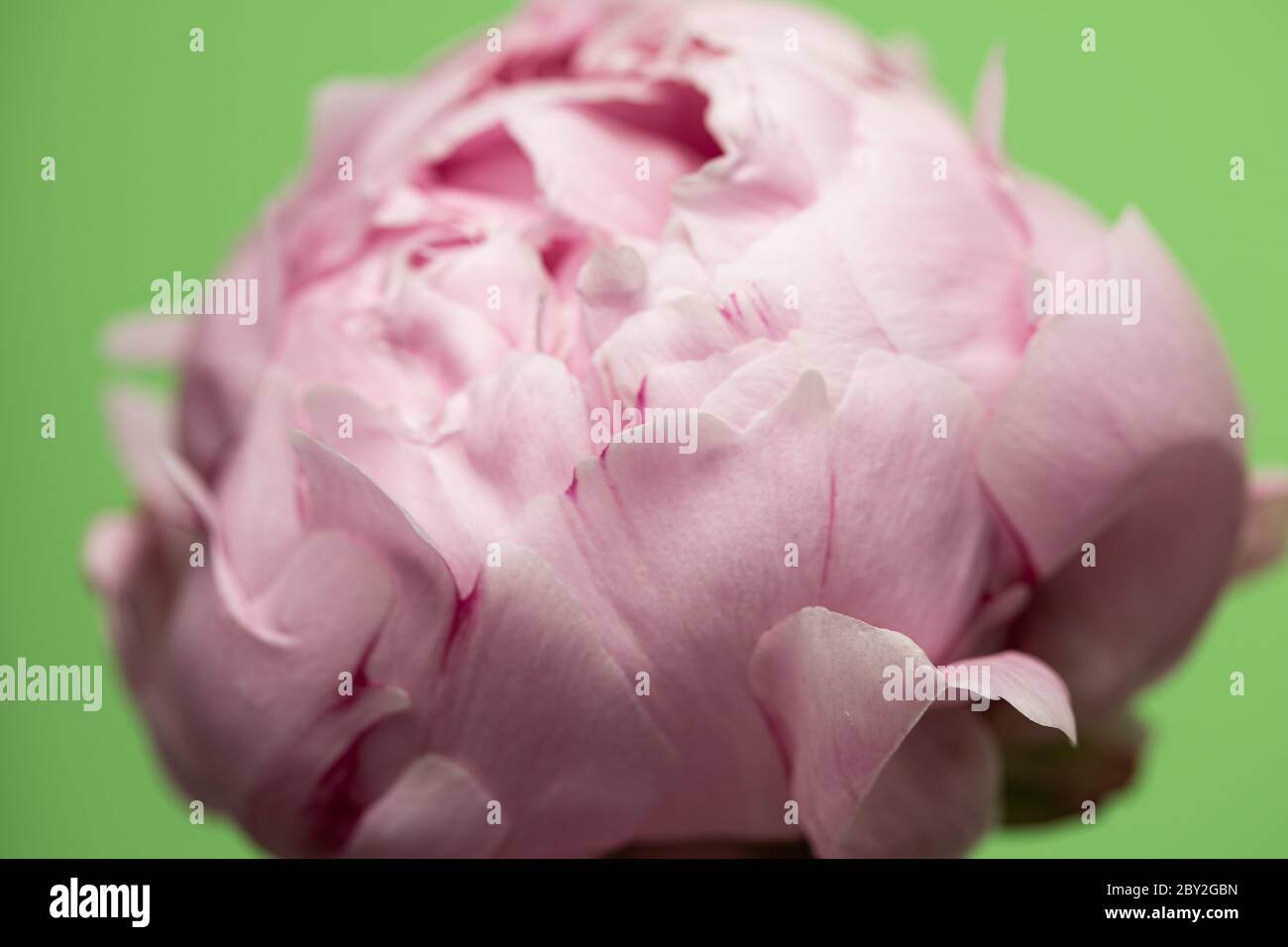 Rosa Pfingstrose blüht auf grünem Hintergrund Stockfoto