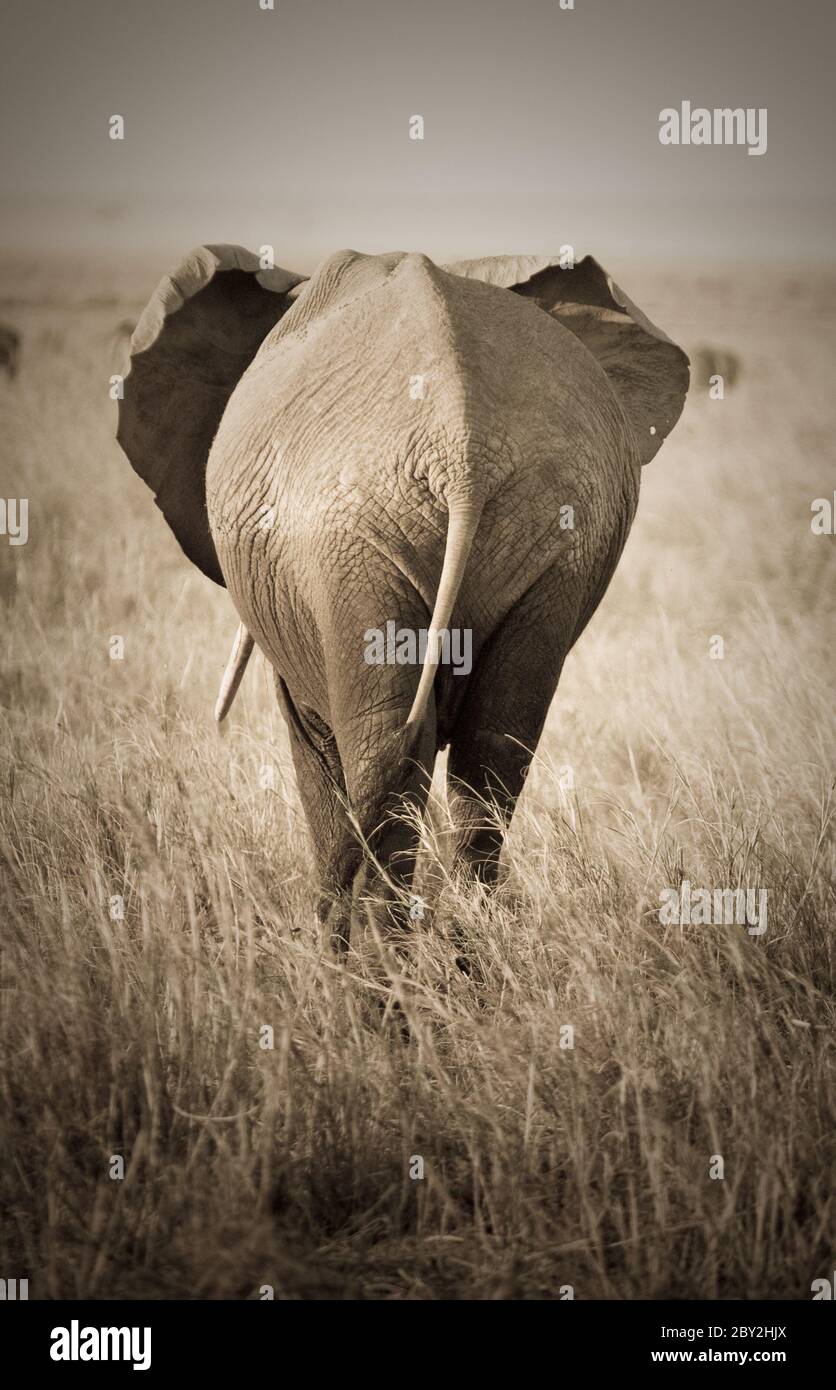 Elefant, Rückansicht Stockfoto