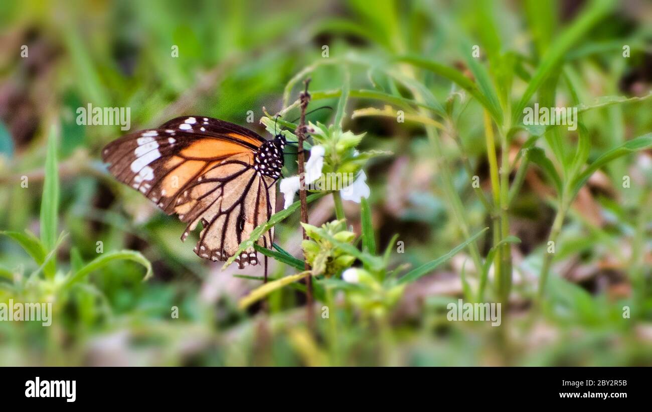 Der Monarchfalter oder einfach Monarch ist ein Milkweed-Schmetterling aus der Familie Nymphalidae. Stockfoto