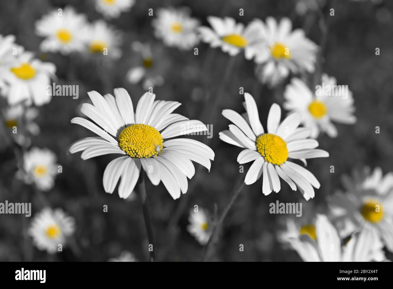 Gelbtöne tauchen in diesem entsättierten Bild wilder shasta Gänseblümchen auf. Eine kleine weiße Spinne liegt auf dem Gänseblümchen am nächsten. Stockfoto