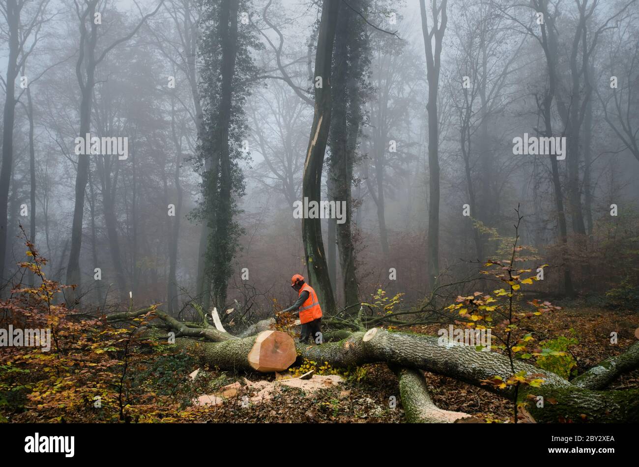 Der Holzfäller und der Wald Stockfoto