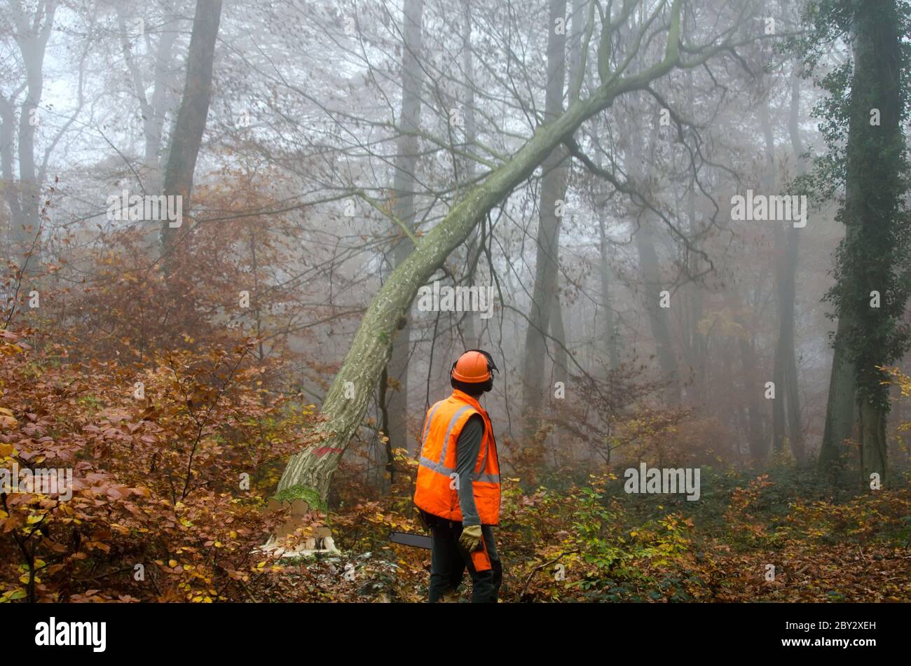 Der Holzfäller und der Wald Stockfoto