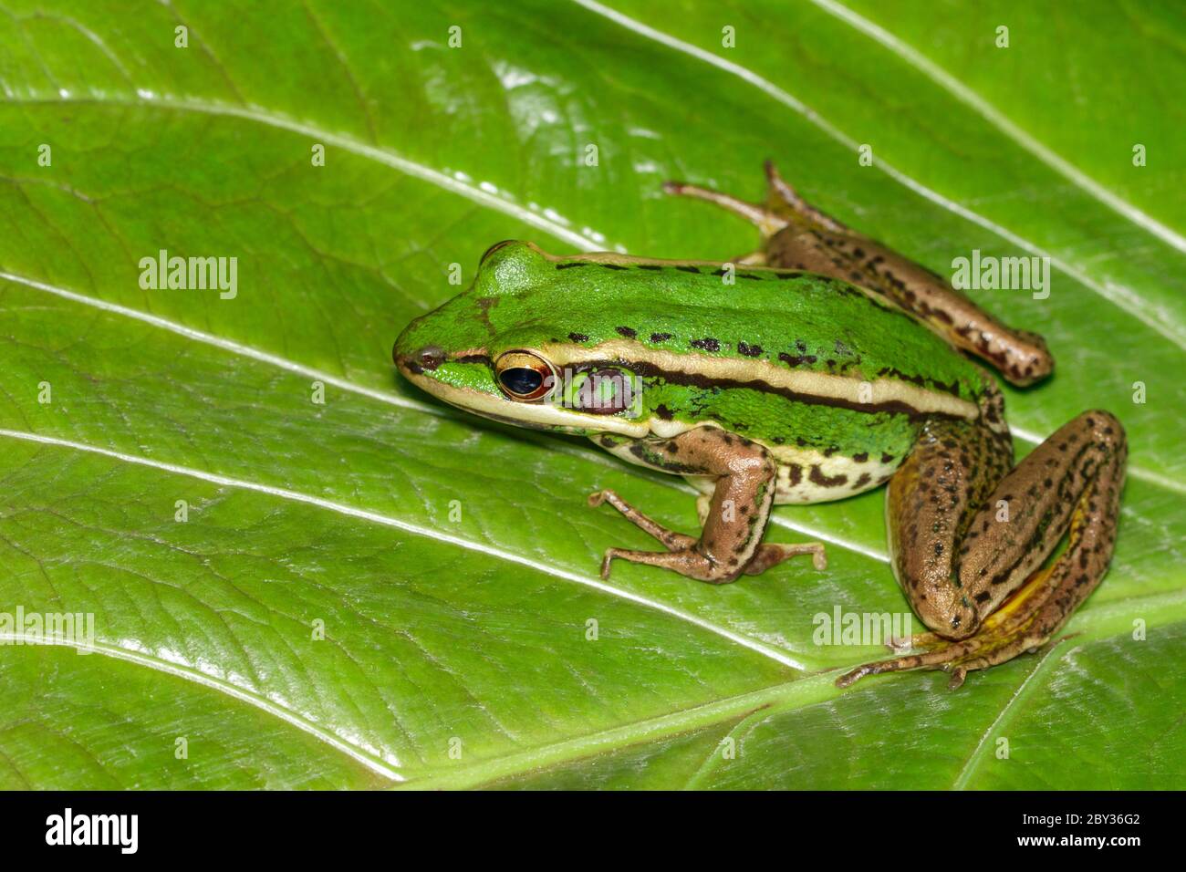 Bild von Reisfeld grünen Frosch oder Green Paddy Frog (Rana erythraea) auf dem grünen Blatt. Amphibien. Tier. Stockfoto