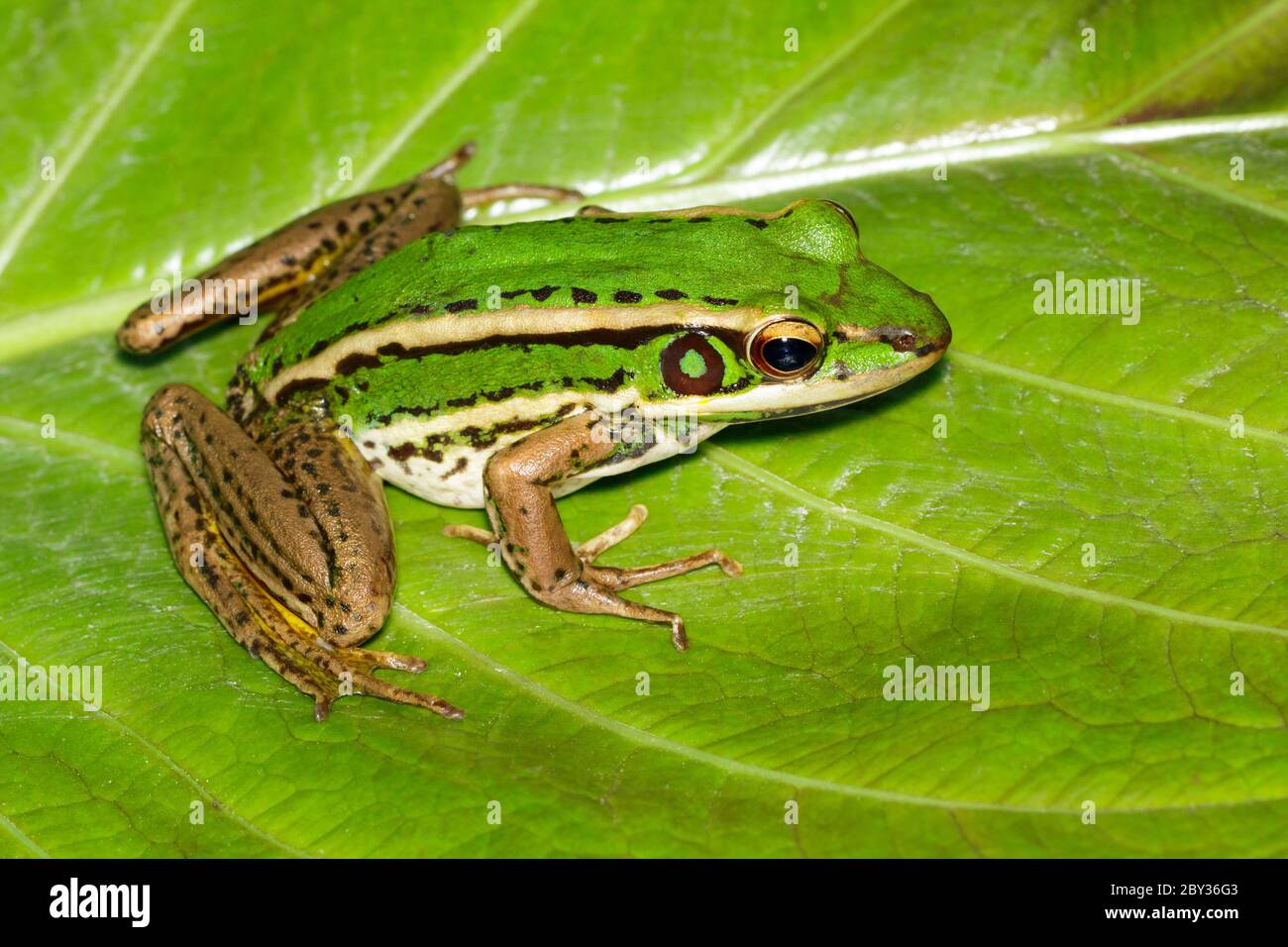 Bild von Reisfeld grünen Frosch oder Green Paddy Frog (Rana erythraea) auf dem grünen Blatt. Amphibien. Tier. Stockfoto