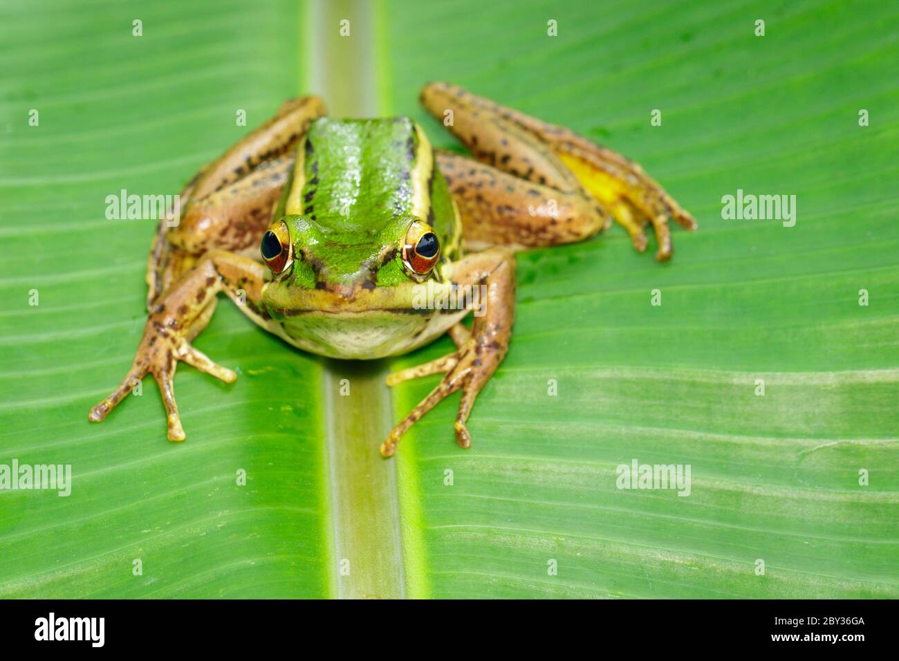 Bild von Reisfeld grünen Frosch oder Green Paddy Frog (Rana erythraea) auf dem grünen Blatt. Amphibien. Tier. Stockfoto