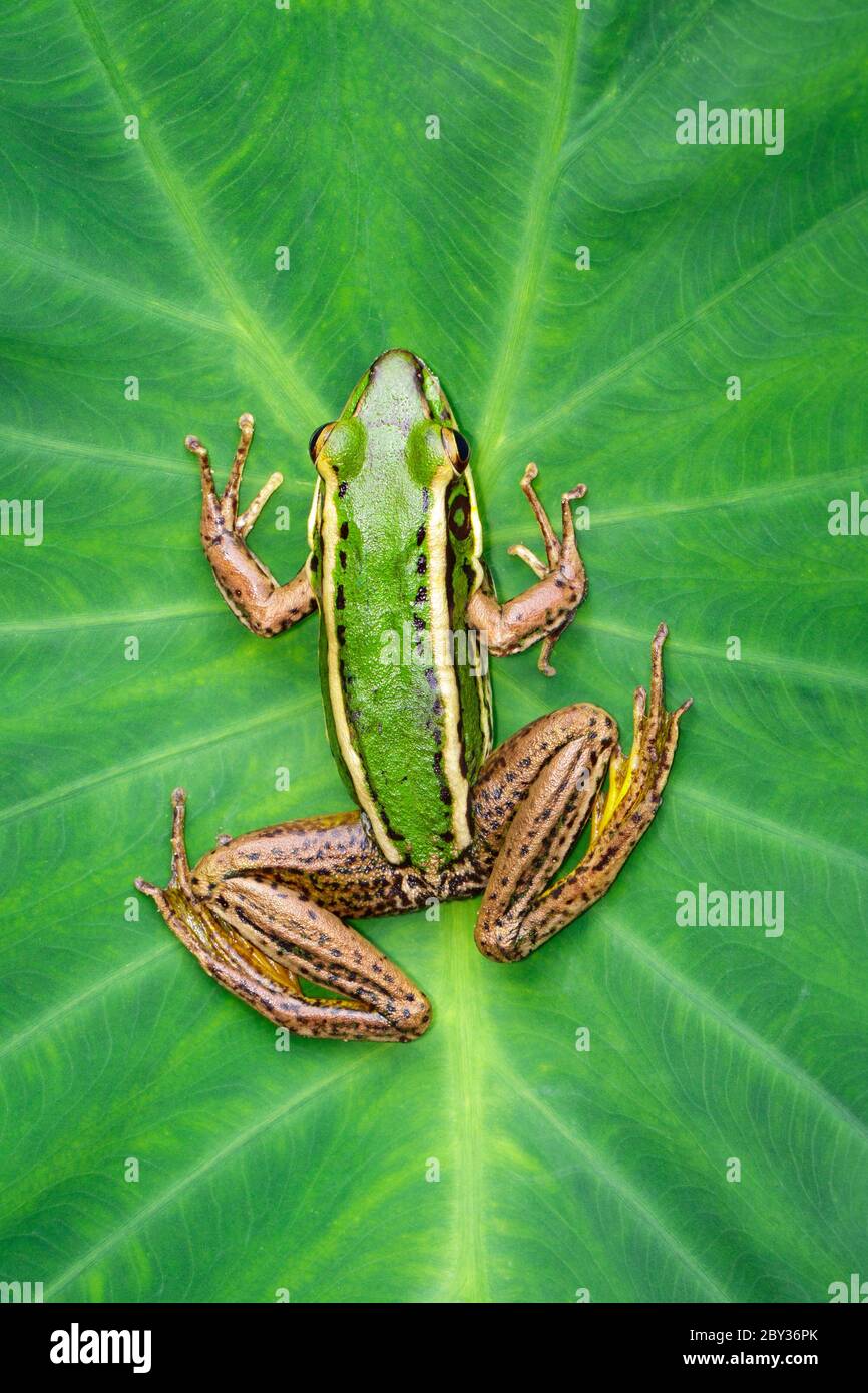 Bild von Reisfeld grünen Frosch oder Green Paddy Frog (Rana erythraea) auf dem grünen Blatt. Amphibien. Tier. Stockfoto