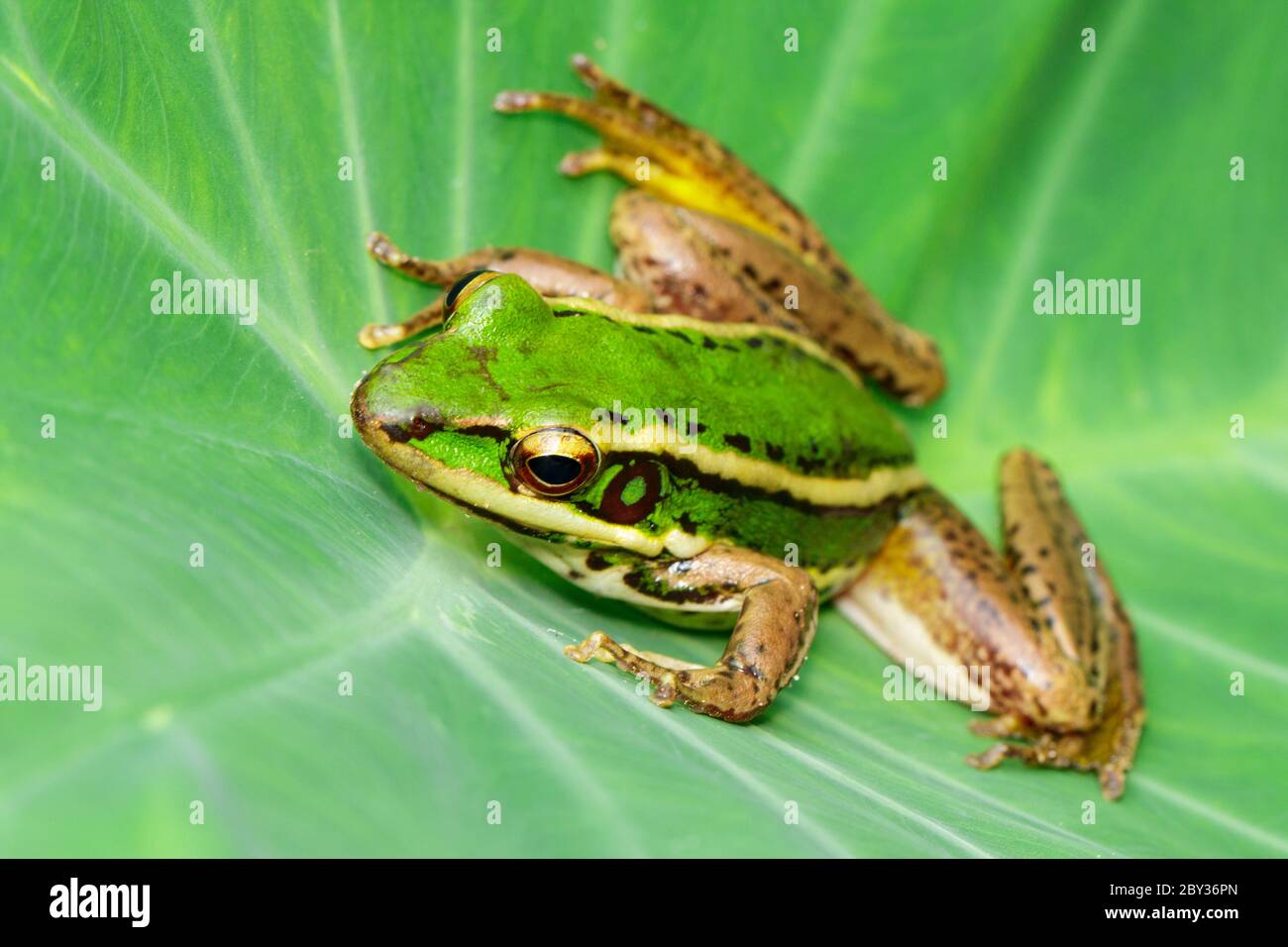 Bild von Reisfeld grünen Frosch oder Green Paddy Frog (Rana erythraea) auf dem grünen Blatt. Amphibien. Tier. Stockfoto