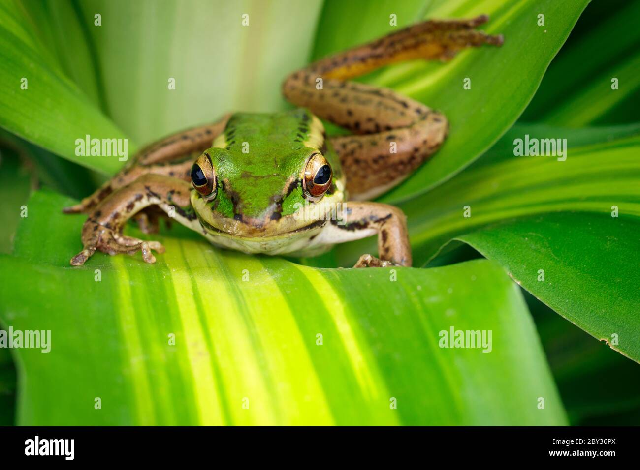 Bild von Reisfeld grünen Frosch oder Green Paddy Frog (Rana erythraea) auf dem grünen Blatt. Amphibien. Tier. Stockfoto