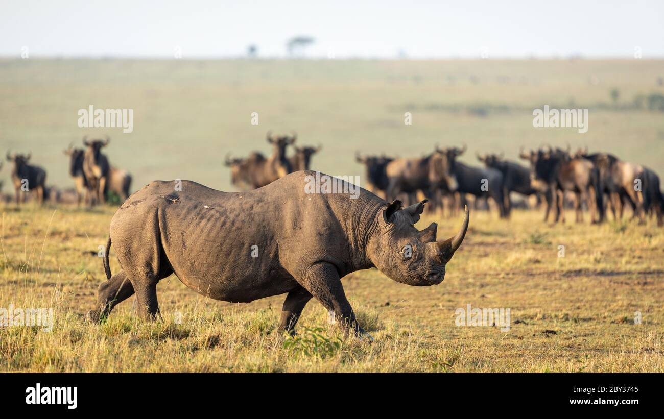 Ein erwachsenes schwarzes Nashorn mit großem Horn, das in Masai Mara Kenia die Gnus beobachtet Stockfoto
