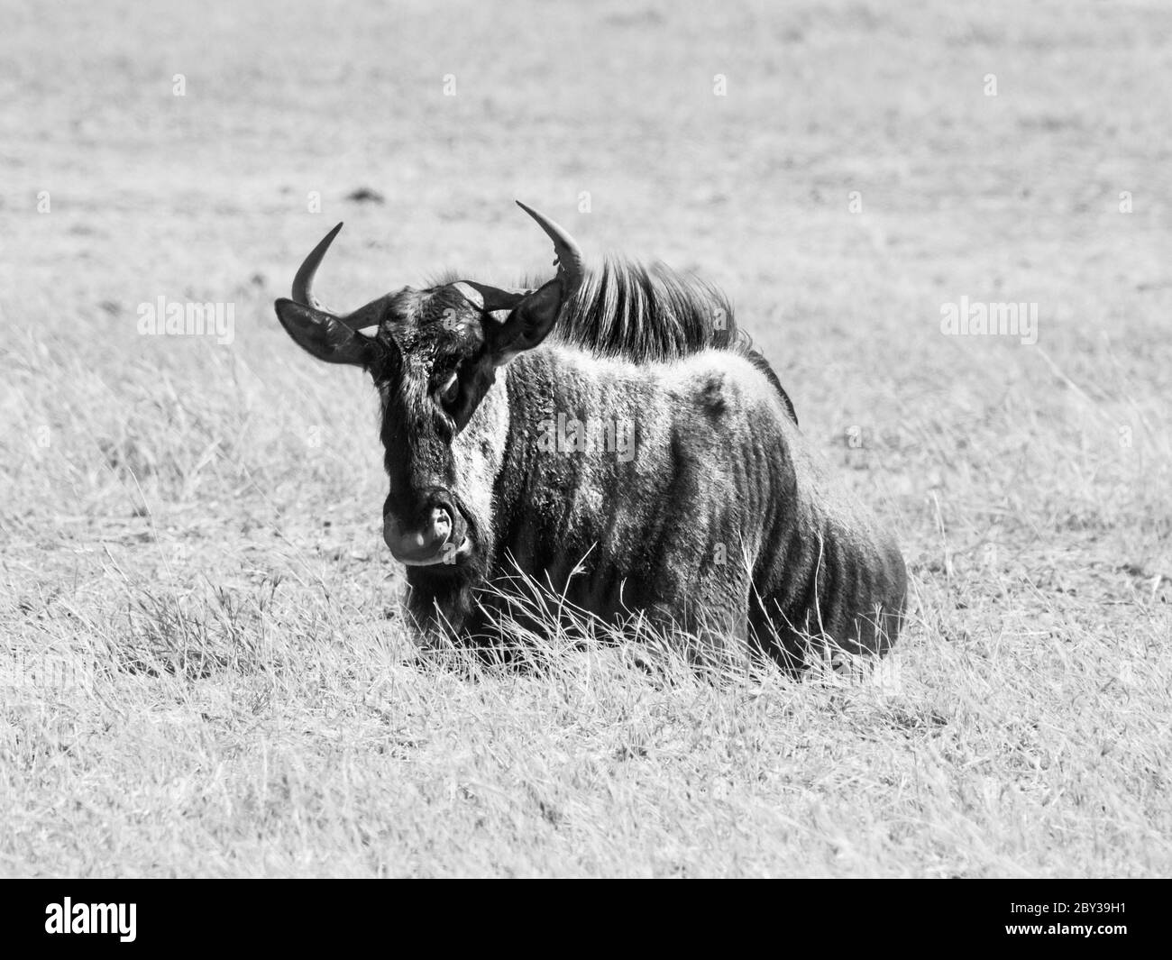 Gnus, oder gnu, im trockenen Gras der Savanne, Moremi Game Reserve, Okavango Region, Botswana, Afrika. Schwarzweiß-Bild. Stockfoto