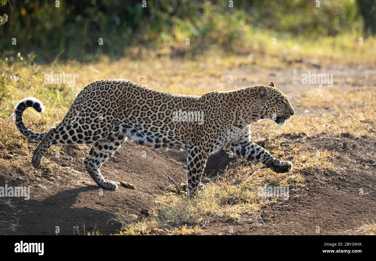 Eine Erwachsene Leopardenin, die wachsam mit einem gewellten Seitenblick auf den Schwanz in Masai Mara Kenia unterwegs ist Stockfoto