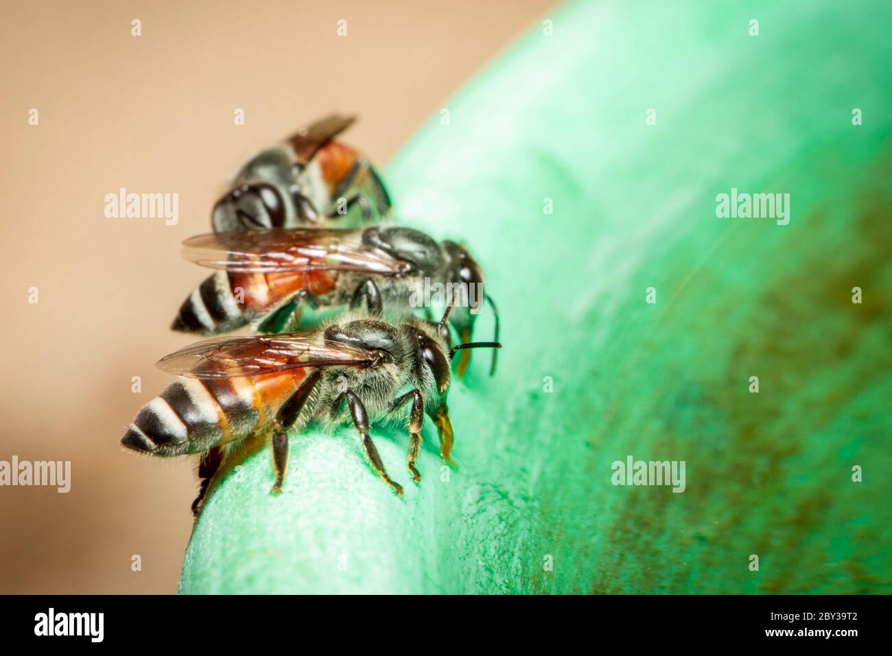 Bild von Bienenhem oder Zwergbiene (APIs florea), die Wasser am Rand des Waschbeckens auf einem natürlichen Hintergrund absaugt. Insekt. Tier. Stockfoto