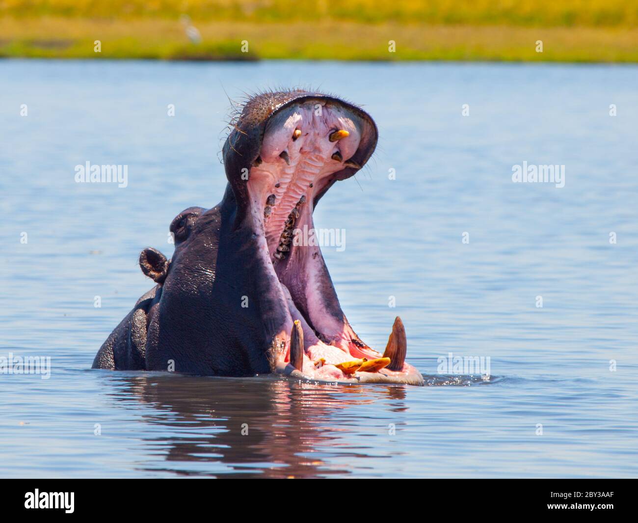 Großes Flusspferd mit weit geöffnetem Mund und scharfen Zähnen im Fluss Stockfoto
