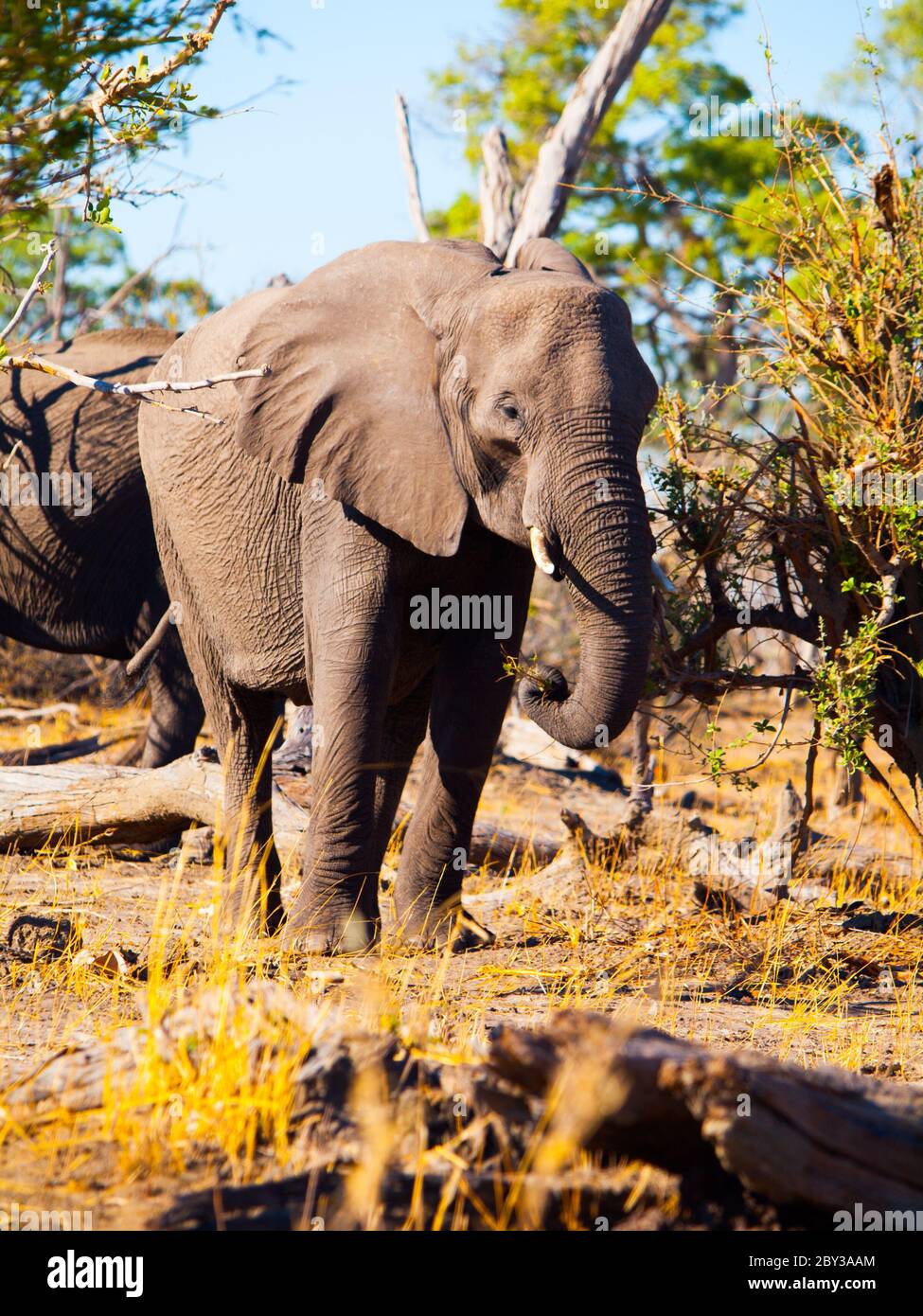 Afrikanische Elefanten fressen Äste von Bäumen in Savanne, Chobe National Park, Botswana Stockfoto