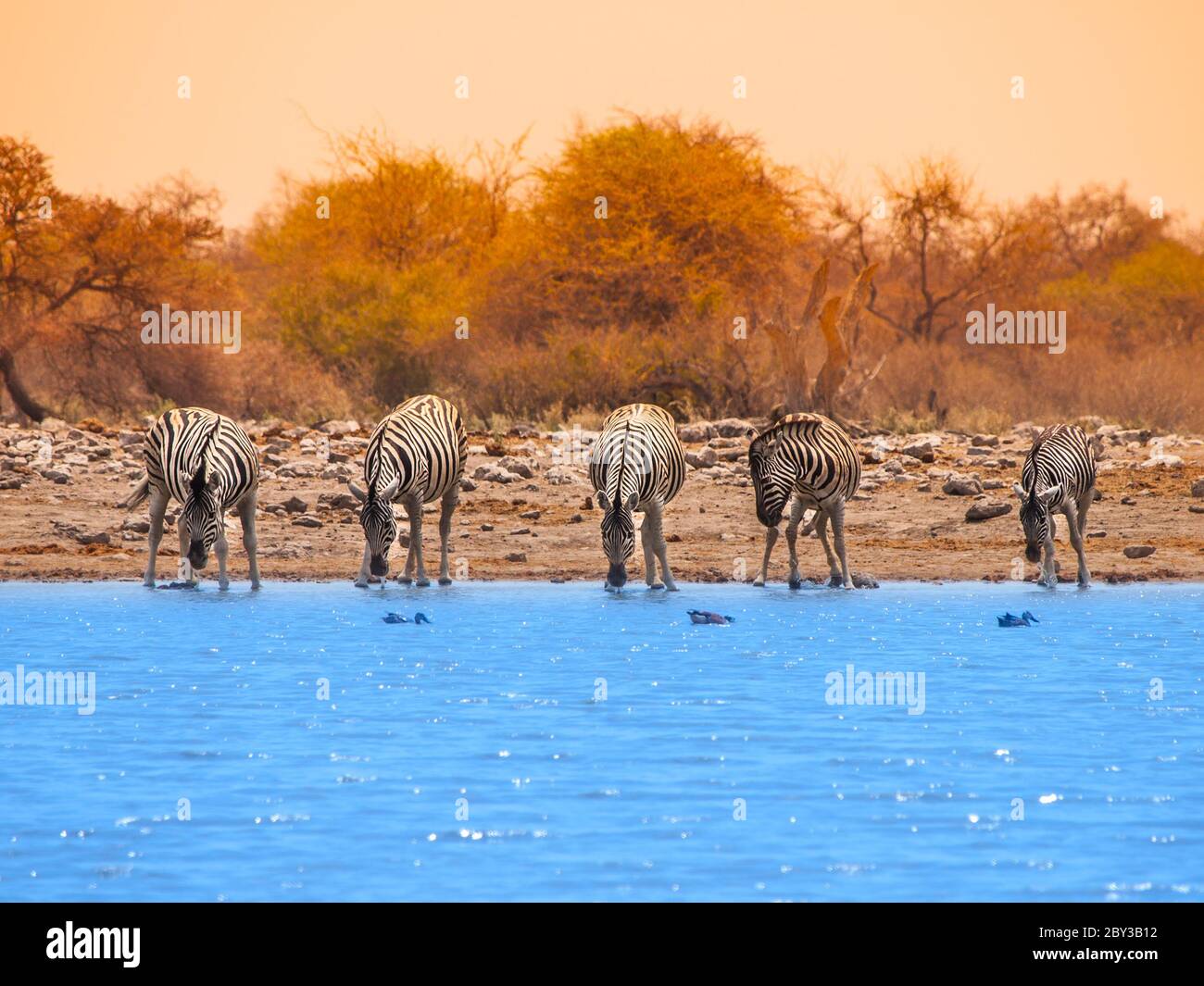 Fünf Zebras trinken Wasser am Wasserloch, Etosha Nationalpark, Namibia Stockfoto