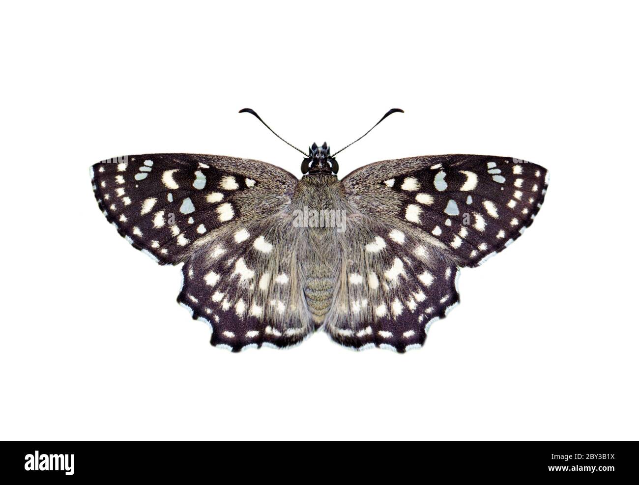 Bild von Spotted Angle Butterfly (Caprona agama) isoliert auf weißem Hintergrund. Insekt. Tiere. Stockfoto