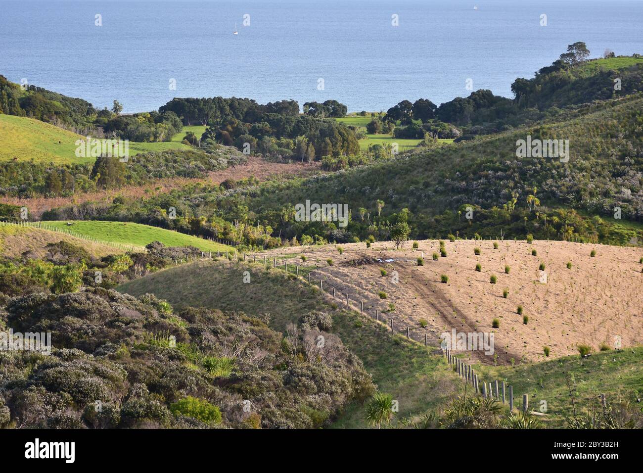 Hügel mit Ackerland und wiedererhabener einheimischer Busch im Shakespeare Regional Park auf der Whangaparaoa Peninsula in der Nähe von Auckland. Stockfoto