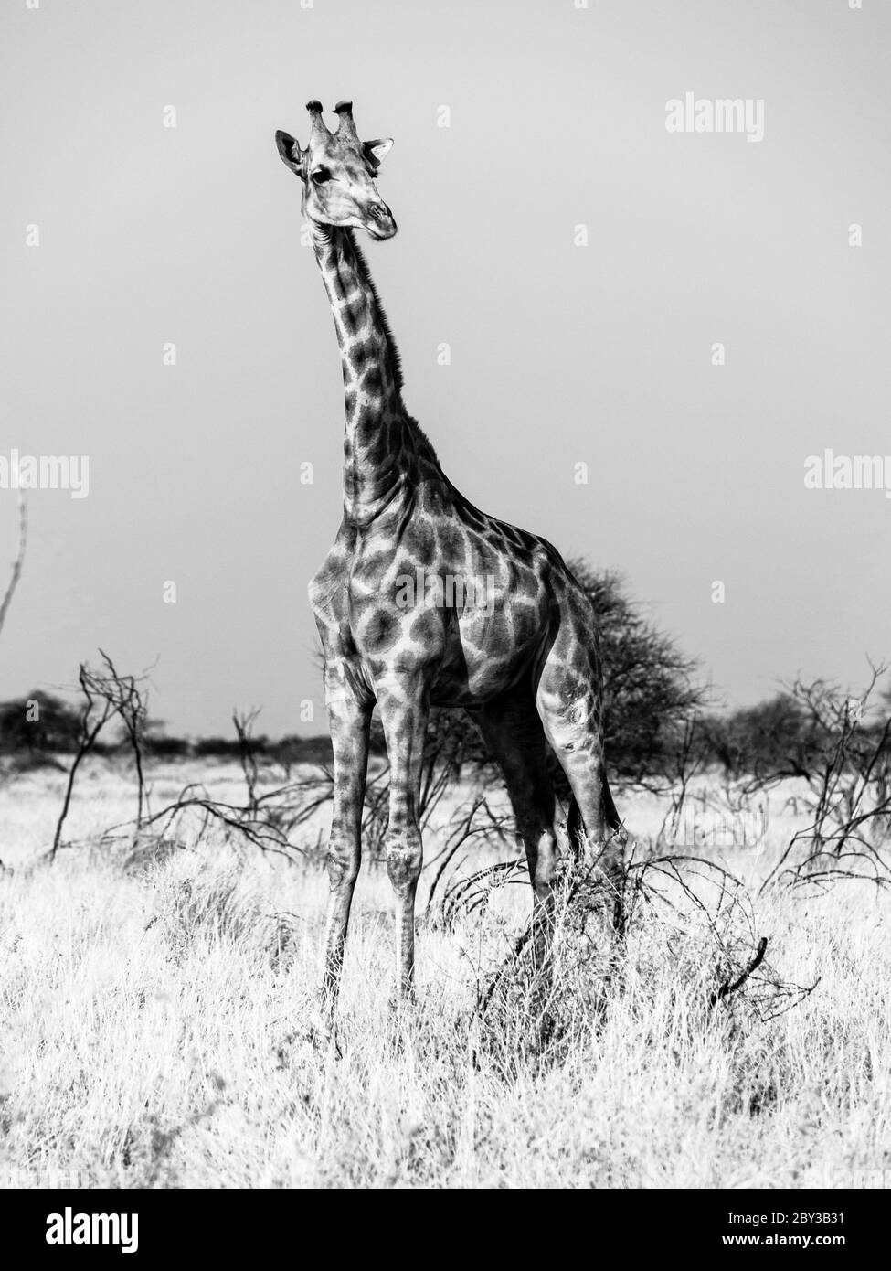 Giraffe steht in der Savanne. Afrikanische Wildlife Safari Szene im Etosha Nationalpark, Namibia, Afrika. Schwarzweiß-Bild. Stockfoto