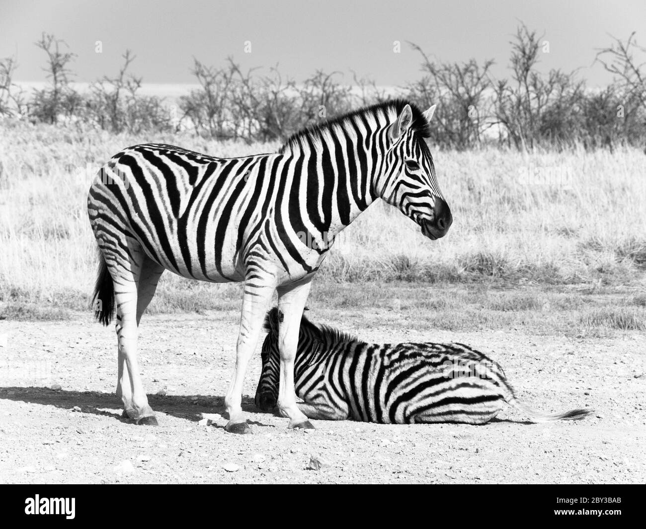Zwei Zebras in der Savanne, Etosha Nationalpark, Namibia, Afrika. Schwarzweiß-Bild Stockfoto