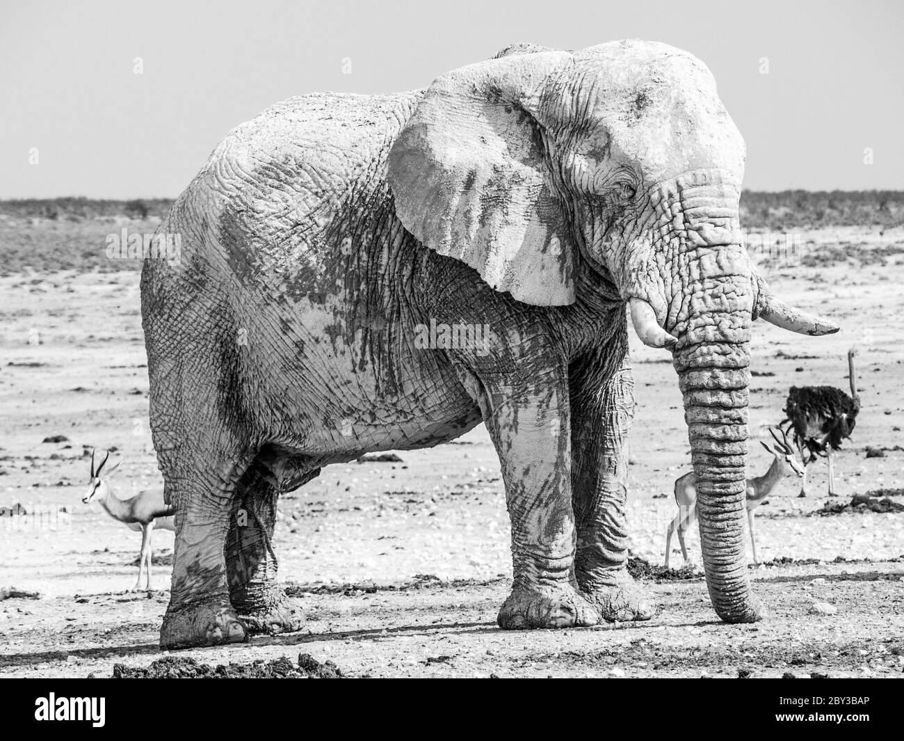 Alter riesiger afrikanischer Elefant, der im trockenen Land des Etosha Nationalparks, Namibia, Afrika steht. Stockfoto