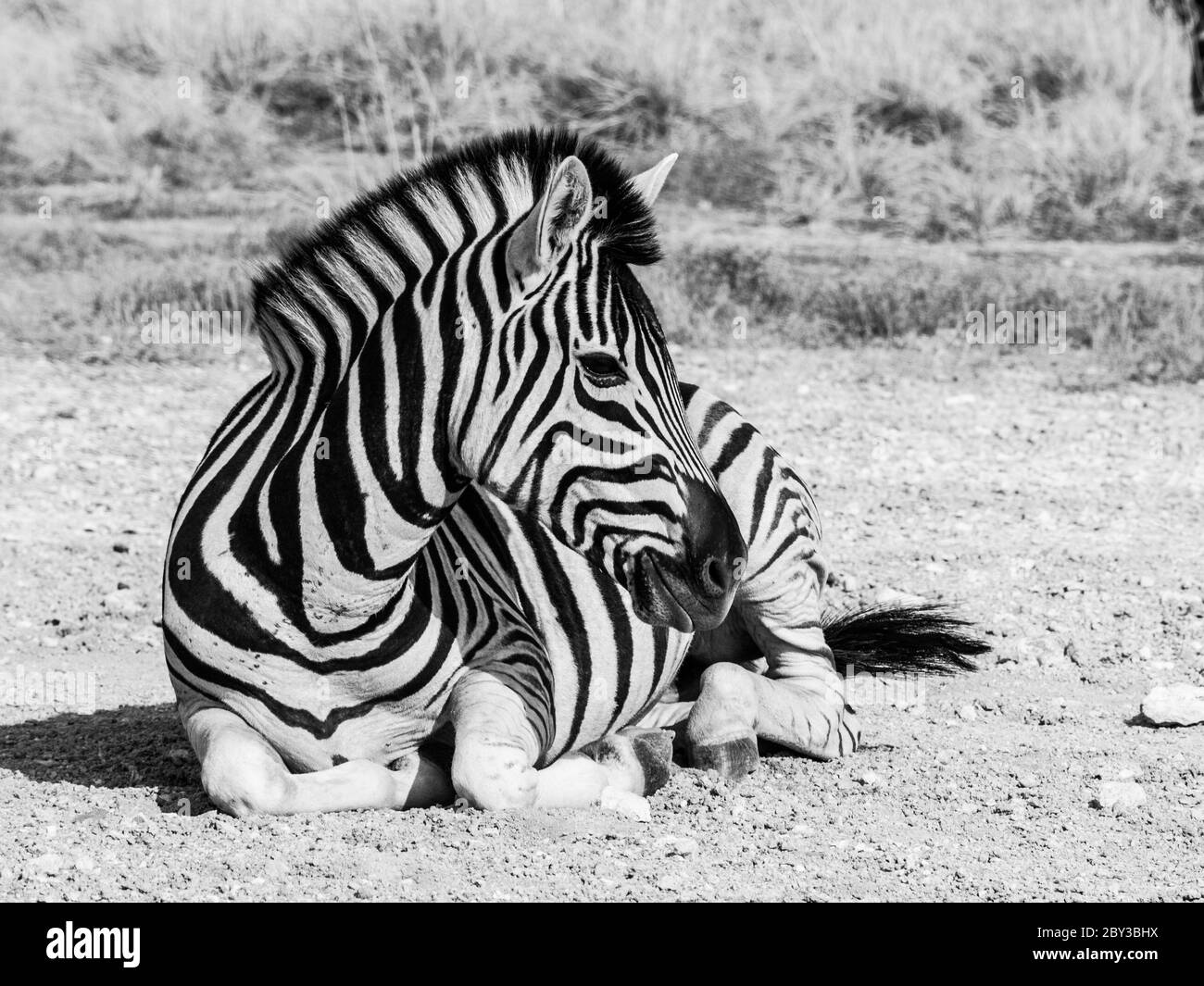 Liegend Zebra in schwarz und weiß, Moremi Game Reserve, Botswana Stockfoto
