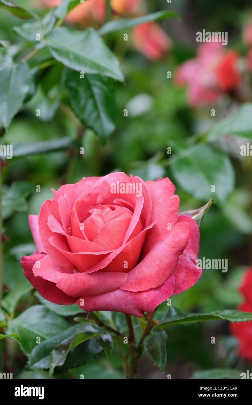 Rosa heiße Schokolade (Wekpaltez) Beetrose Blütenrose 'Kiwi' 'Nubya' 'Wekpaltez' 'Wekpaltlez' Kakao Stockfoto