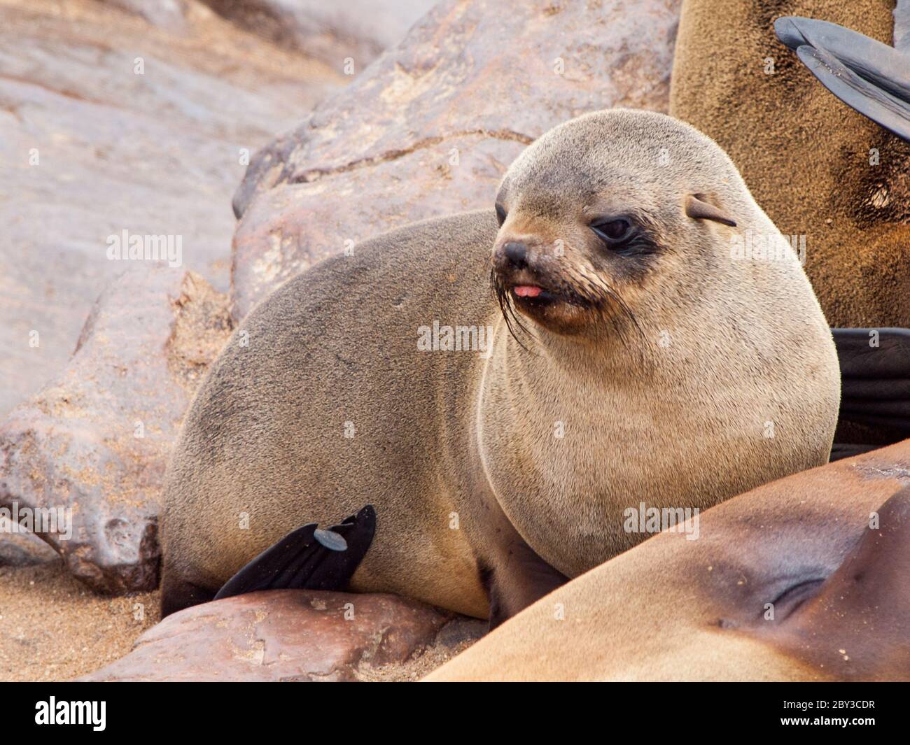 Baby braune Pelzrobbe, Arctocephalus pusillus, auf dem Felsen liegend, Cape Cross Colony, Skeleton Coast, Namibia, Afrika. Stockfoto